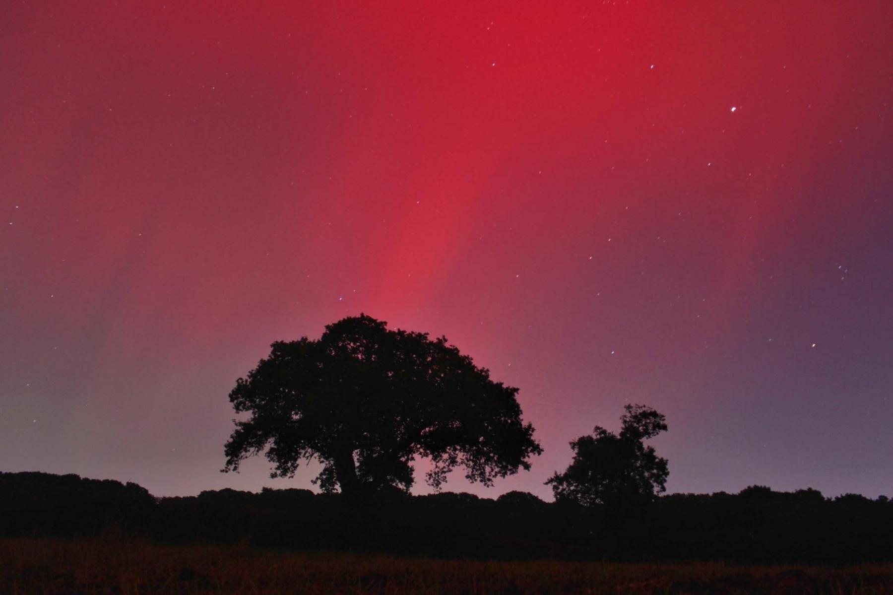 Red waves of light streak across most of the night sky, with the glimmer of some stars piercing though. At the bottom of the image, towards the centre, is the silhouette of two trees standing above the rest of the skyline