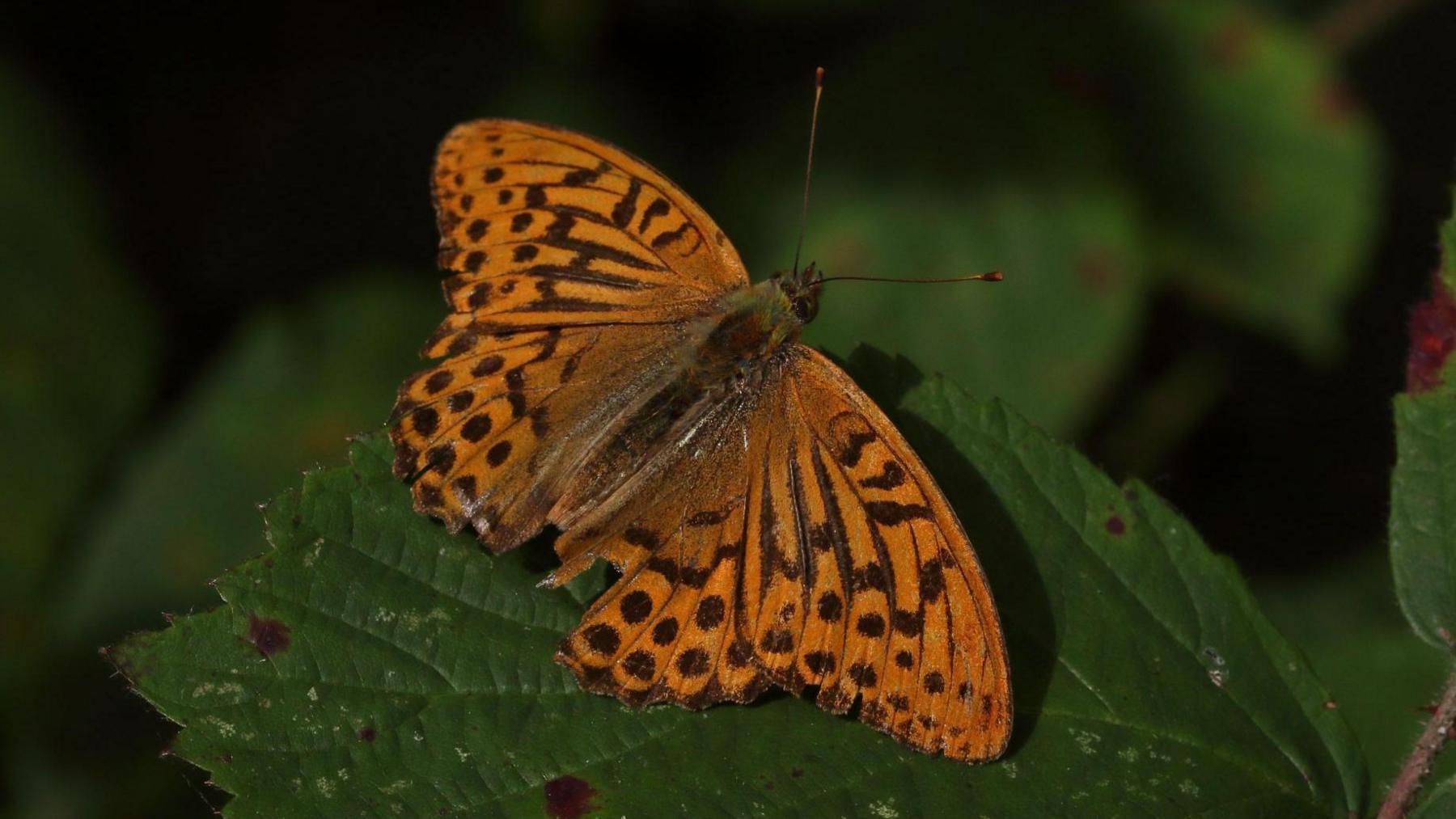 A male Silver-washed Fritillary butterfly photogrpaphed resting on a green leaf at Havannah and Three Hills Nature Reserve in Hazlerigg. It has orange medium-sized orange wings with a black pattern and slight silver shimmer.