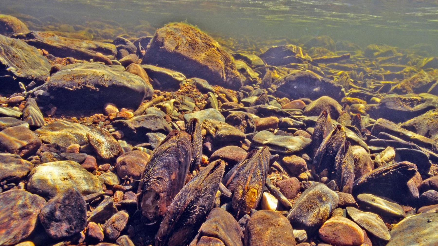 Freshwater pearl mussels