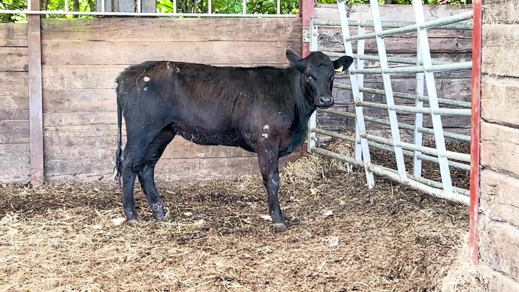 Beau Lucy the cow seen in her pen