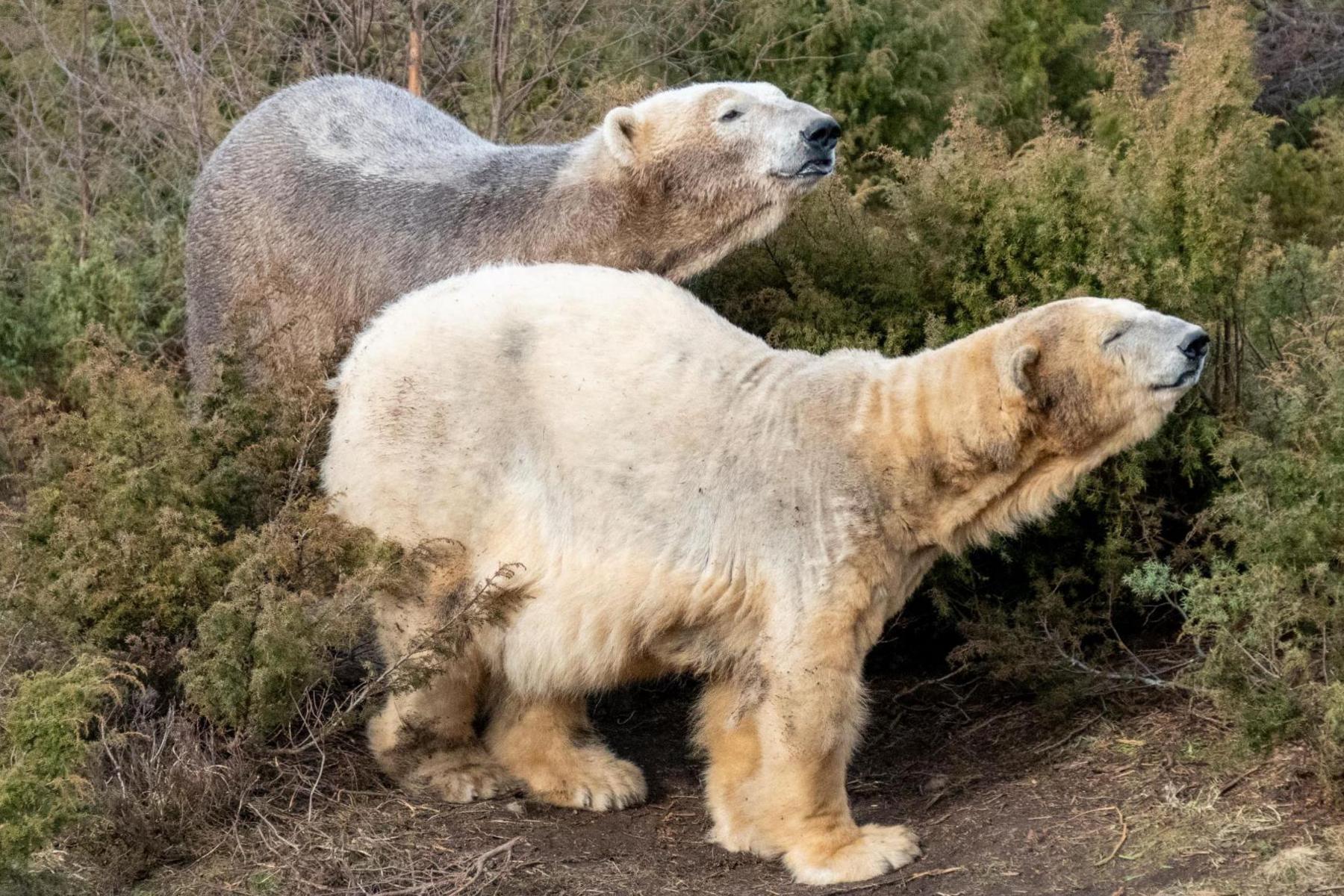 The polar bears are standing among shrubs and have their noses up and sniffing the air. Brodie's coat is dirty from rolling in mud.