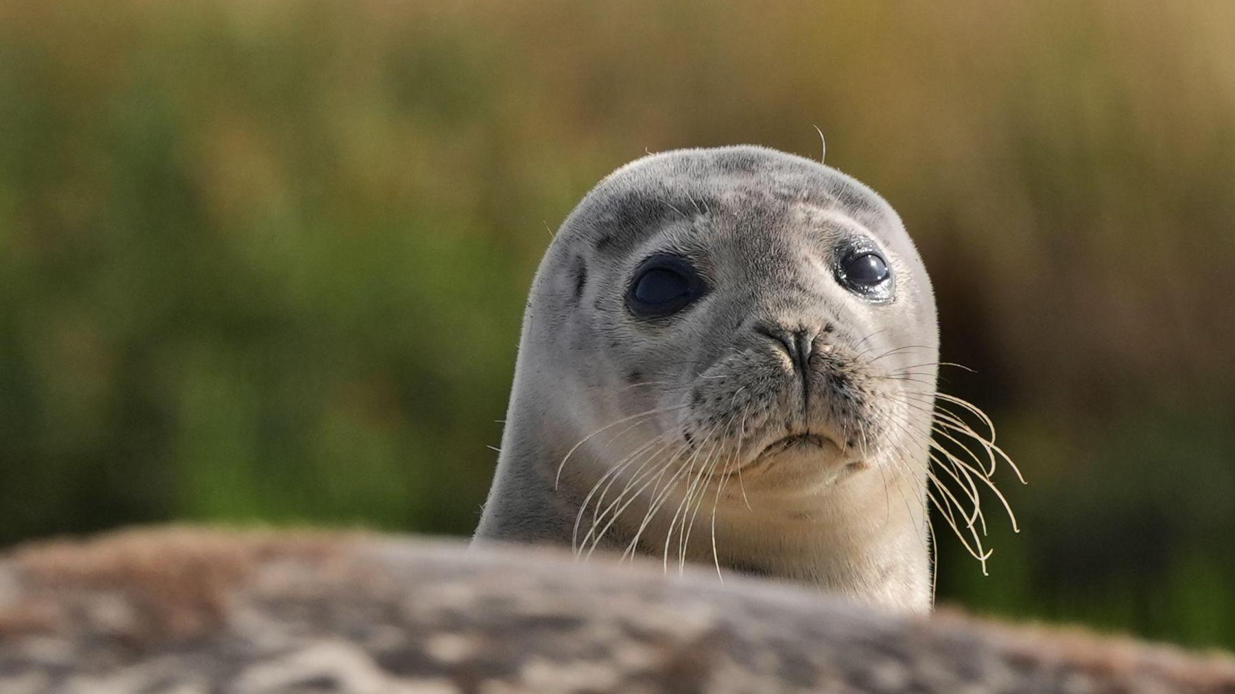 Photo of a seal. The seal is grey with long whiskers and black eyes.