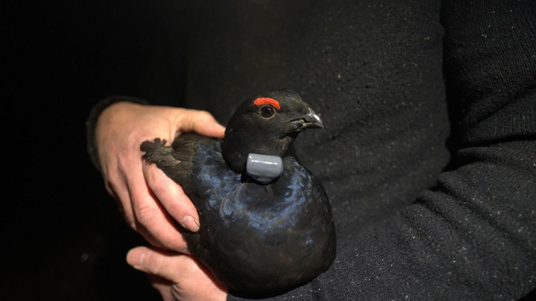 A male black grouse with a radio tag attached to the side of its neck being held by a person who is wearing a black jumper