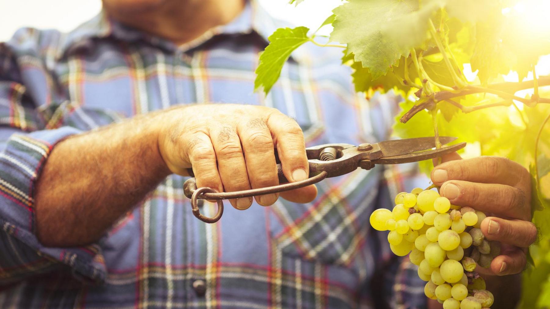 Farmer cutting grapes in vineyard