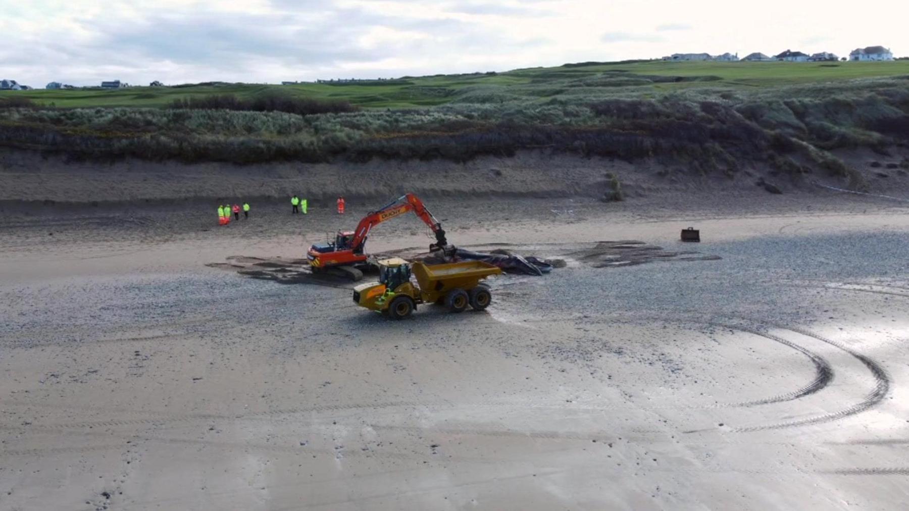 Stranded whale being removed