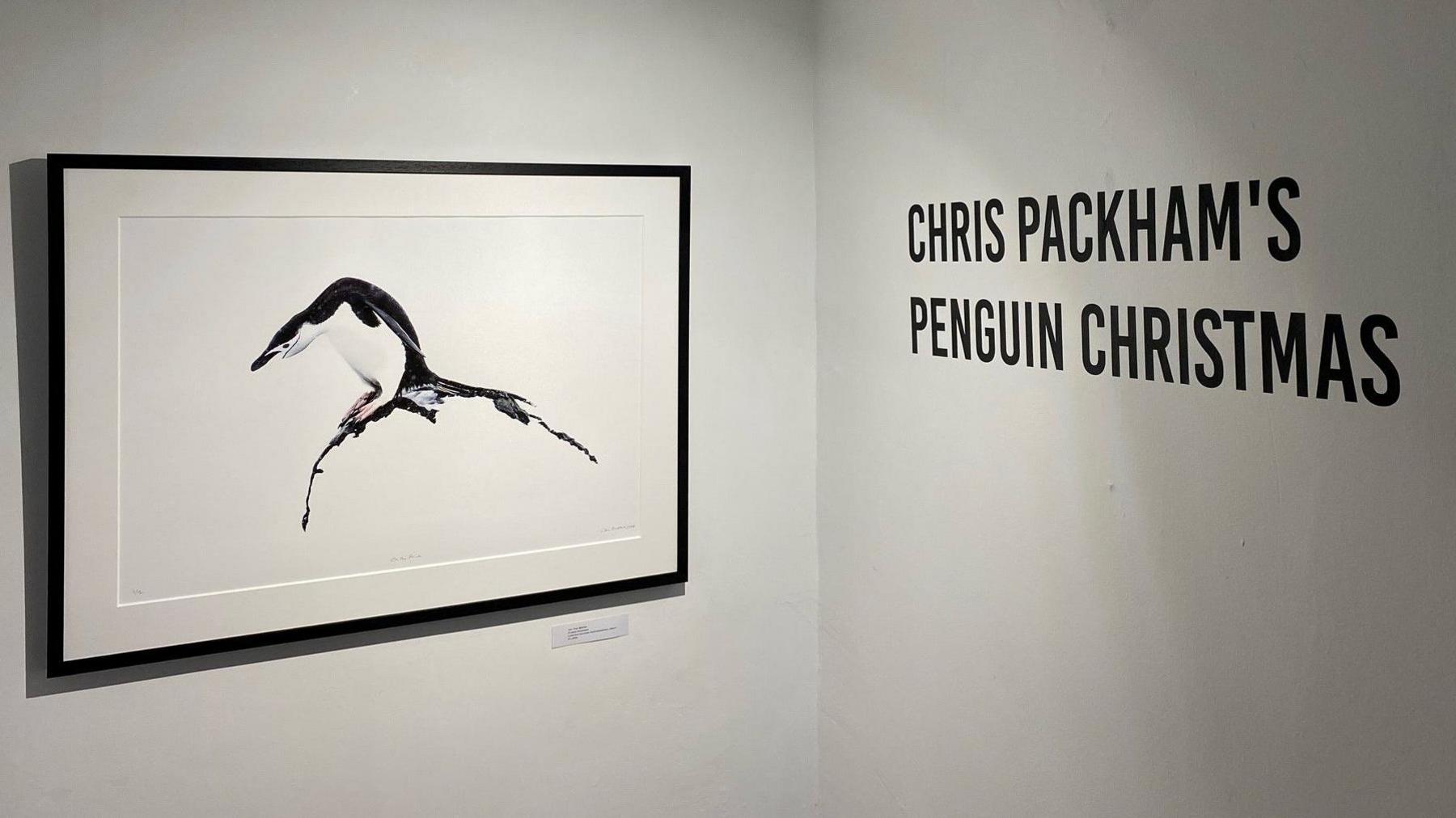 A shot of the exhibition - with an framed picture on a white wall and a decal reading "Chris Packham's Penguin Christmas" on the wall opposite. 