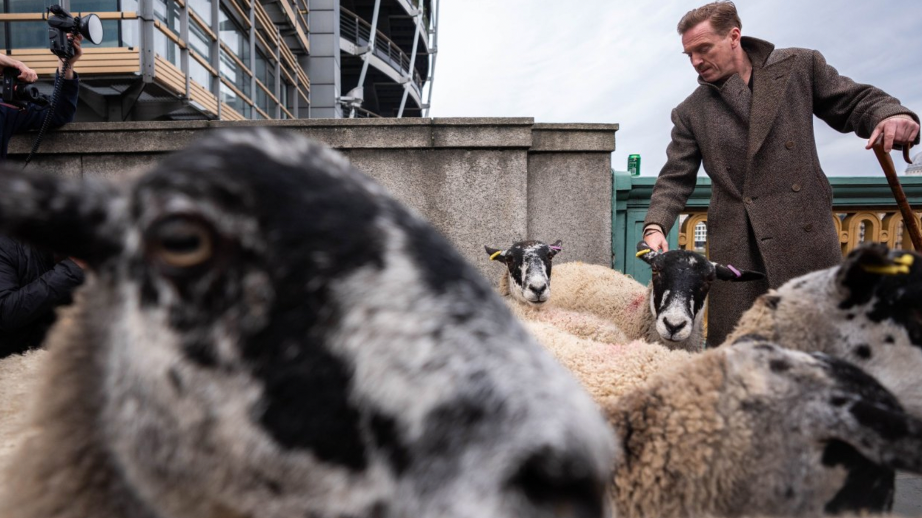 A sheep looks inches away from the front of a camera as actor Damian Lewis herds sheep behind the animal with the london skyline in the backdrop