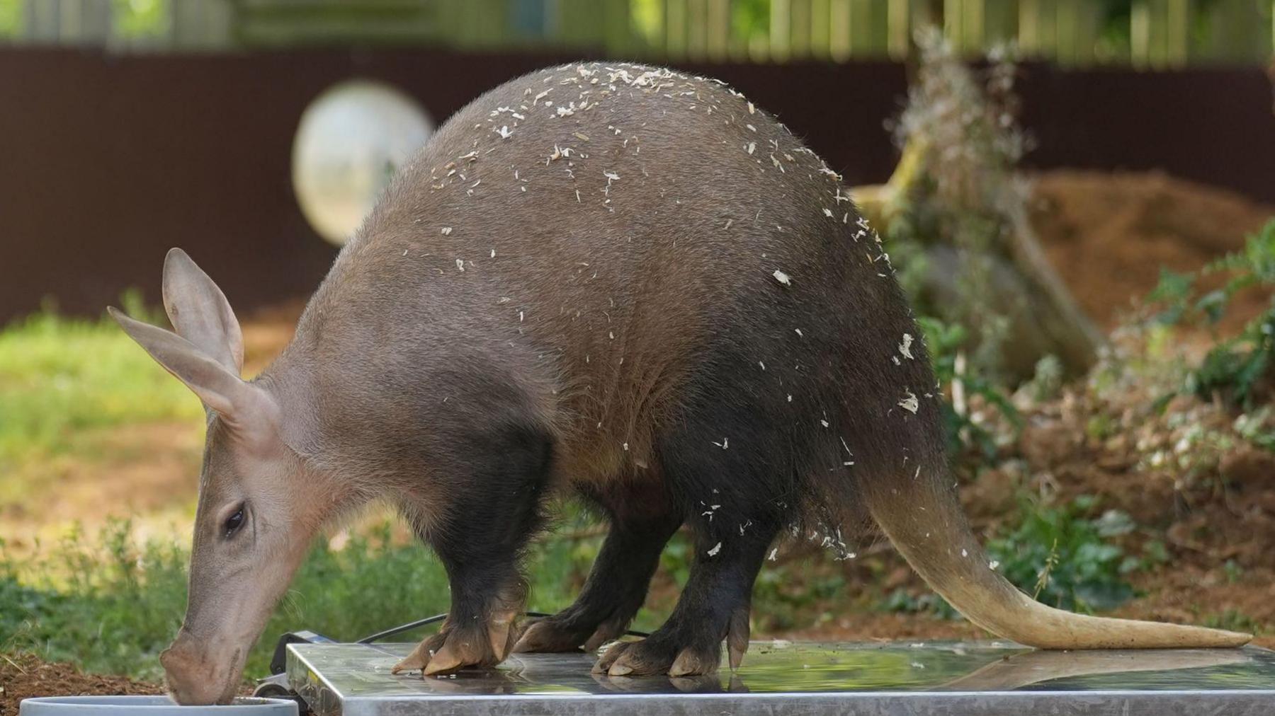 An aardvark named Doby is being weighed by zoo keeper at the annual weigh in at ZSL Whipsnade Zoo in Bedfordshire.