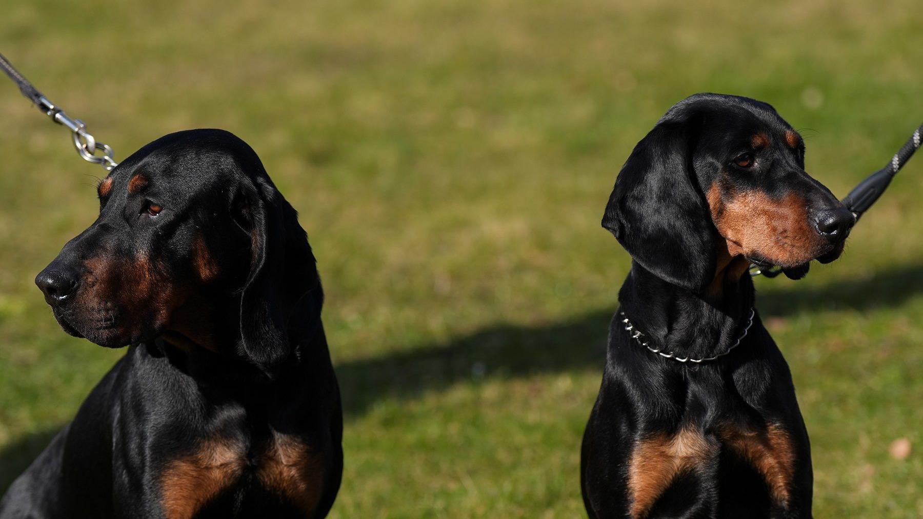 Two dogs look in opposite directions, to the sides of the photo. Each dog has black fur with some brown patches. They both have leads leading from their necks and stand on grass.