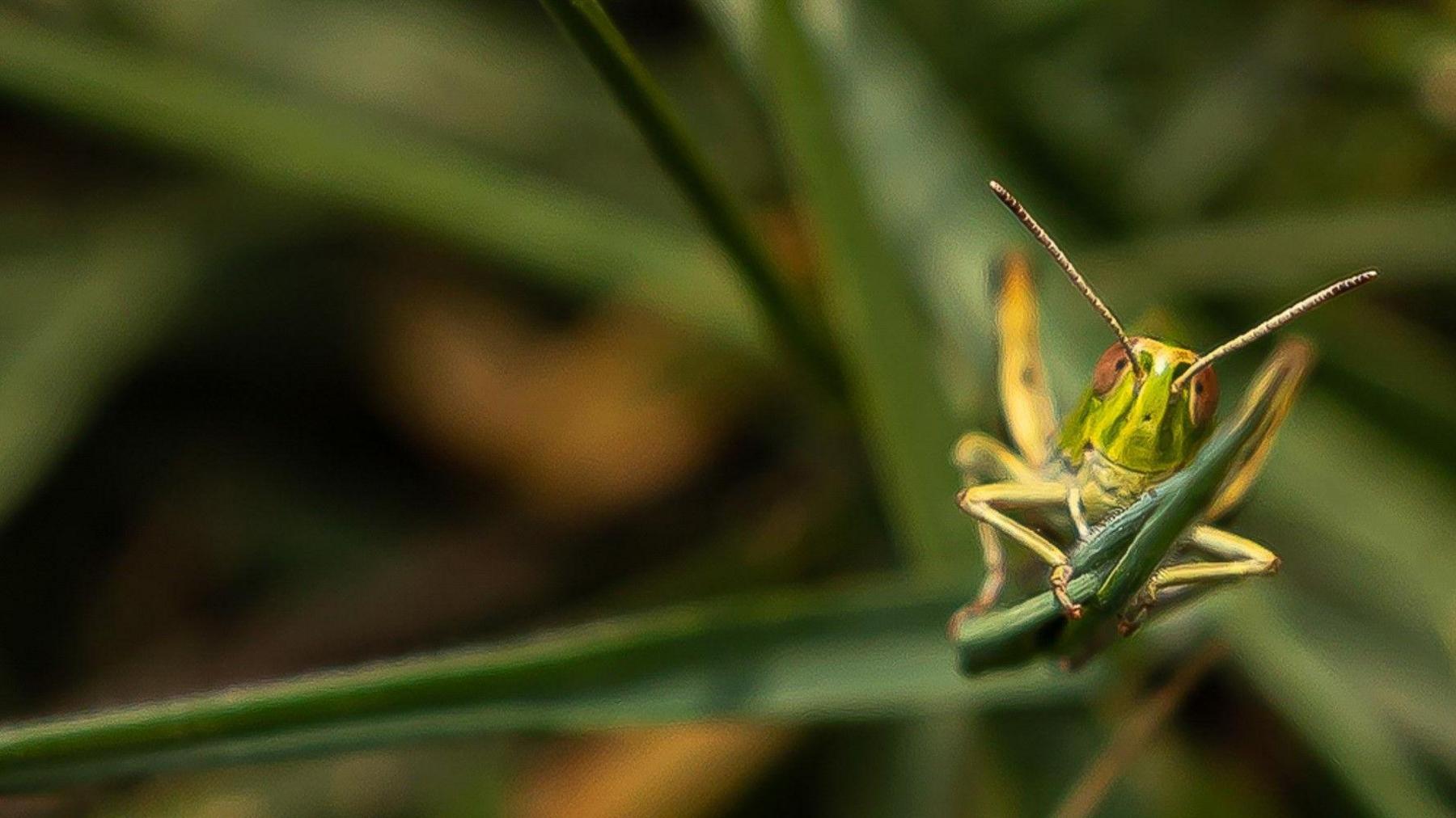 Smiling grasshopper