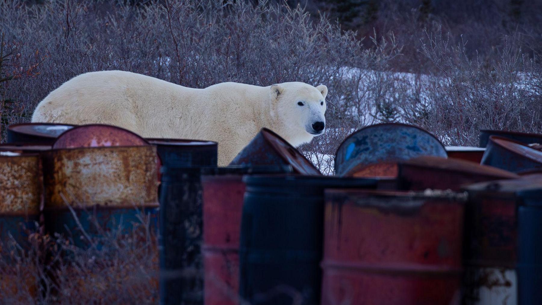 A large polar bear investigates empty oil drums at the waste dump close to Churchill, Manitoba 