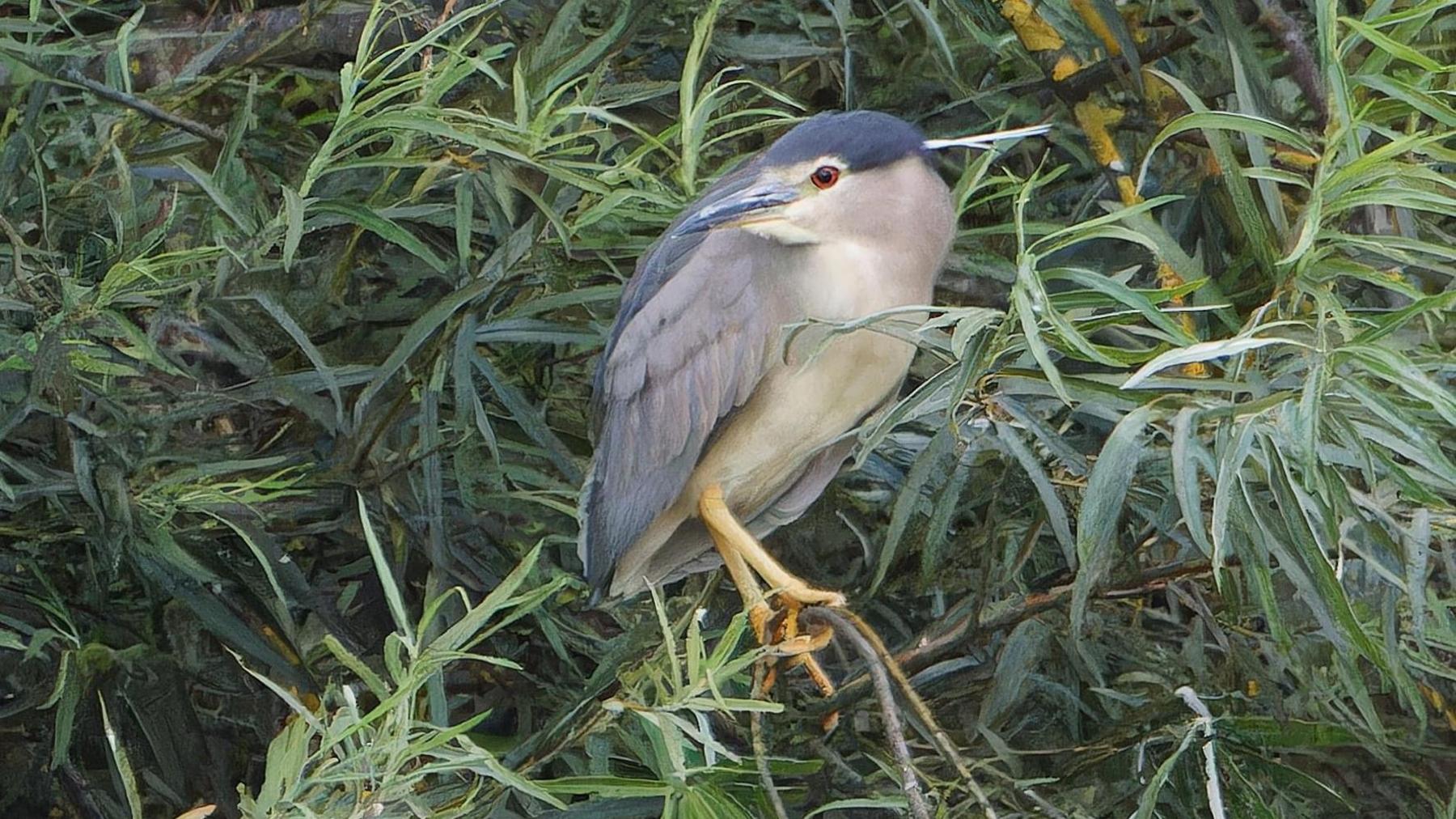A black-crowned night heron is pictured sitting on a tree branch, looking to the left. It has a black head, red eye, beige face and stomach, and yellow legs and feet. It has a dark beak, and grey and black plumage.