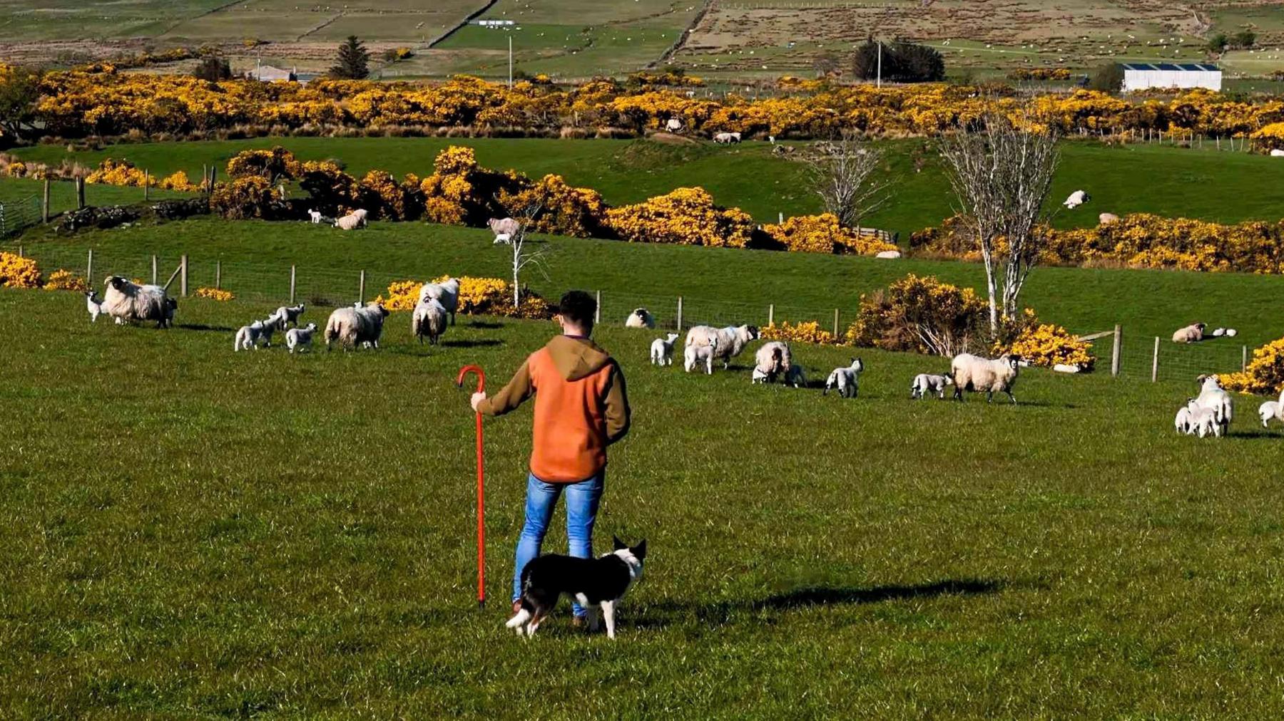 A man standing in a field with a black and white sheepdog. He is holding a shepherds crook which is orange as he looks upon his flock of white sheep and lambs. The field he is standing in is green with yellow bushes along the fence.