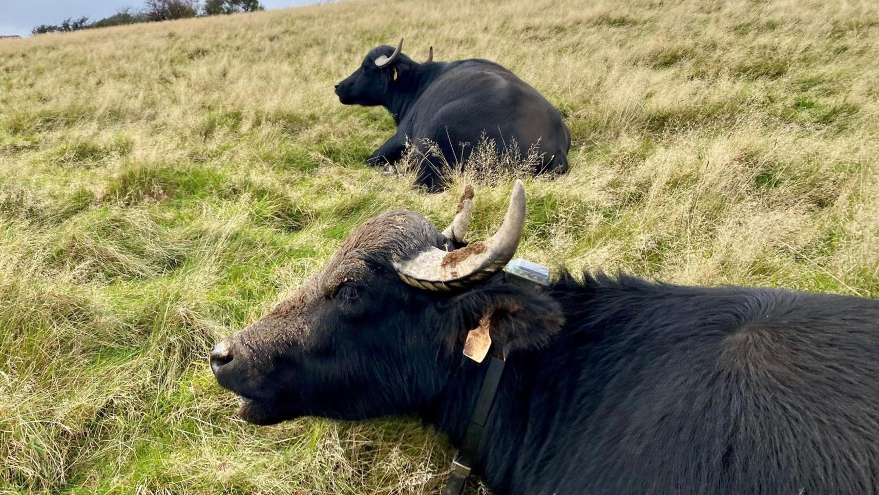 Two water buffalo sitting down in a field. They both have sets of large horns and tags in their ears.
