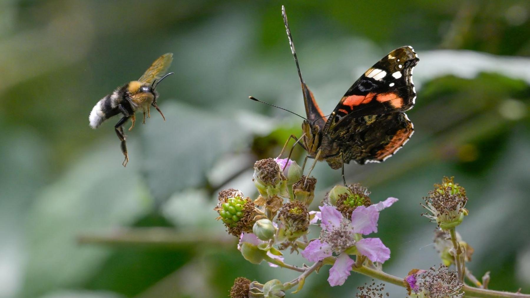 A bee and a orange, brown and white butterfly taking nectar on a flower