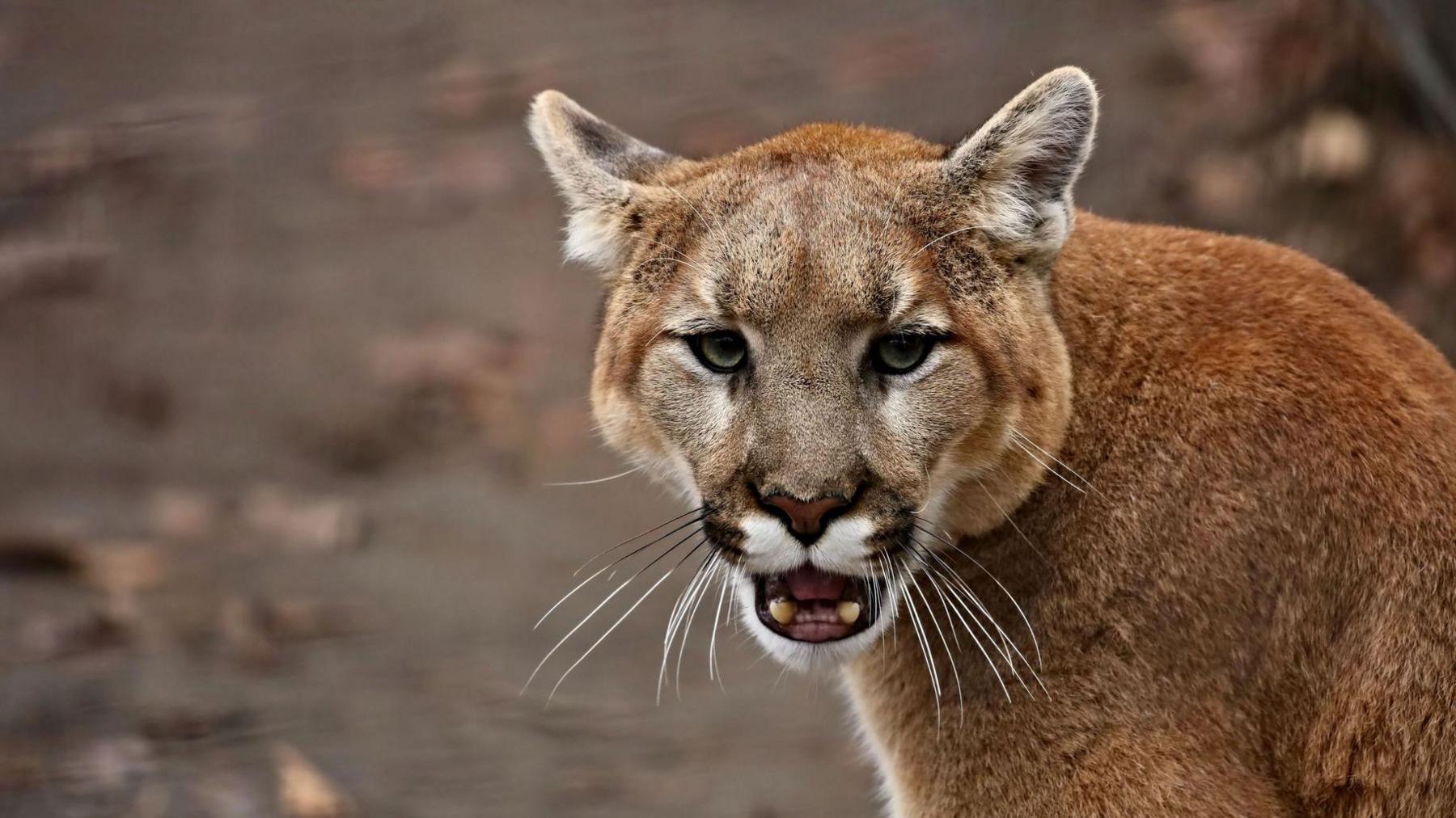 A mountain lion opens its mouth. It is a big cat with orange/beige fur and white markings on its face. 
