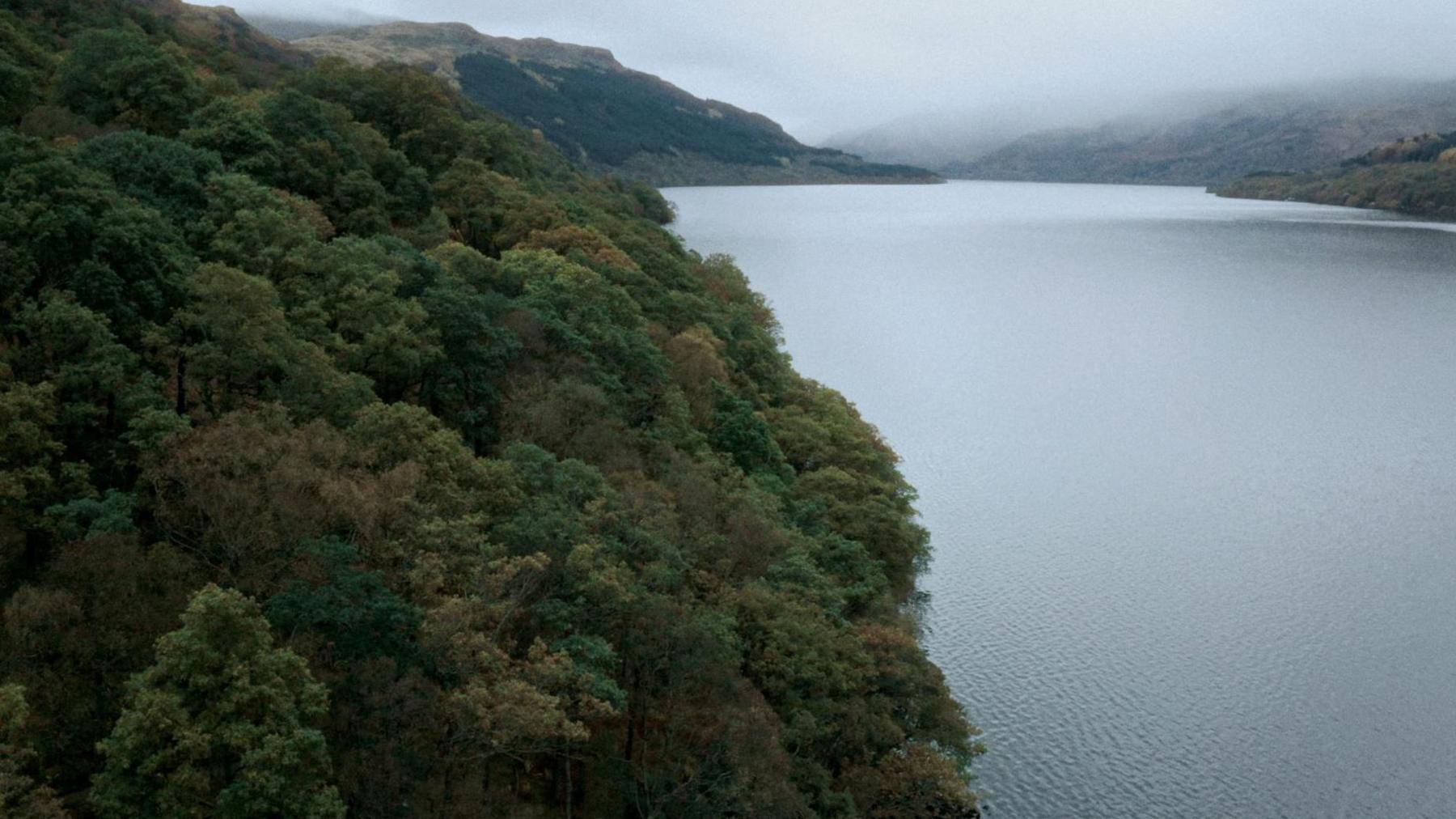 Temperate rainforest near Lochgoilhead