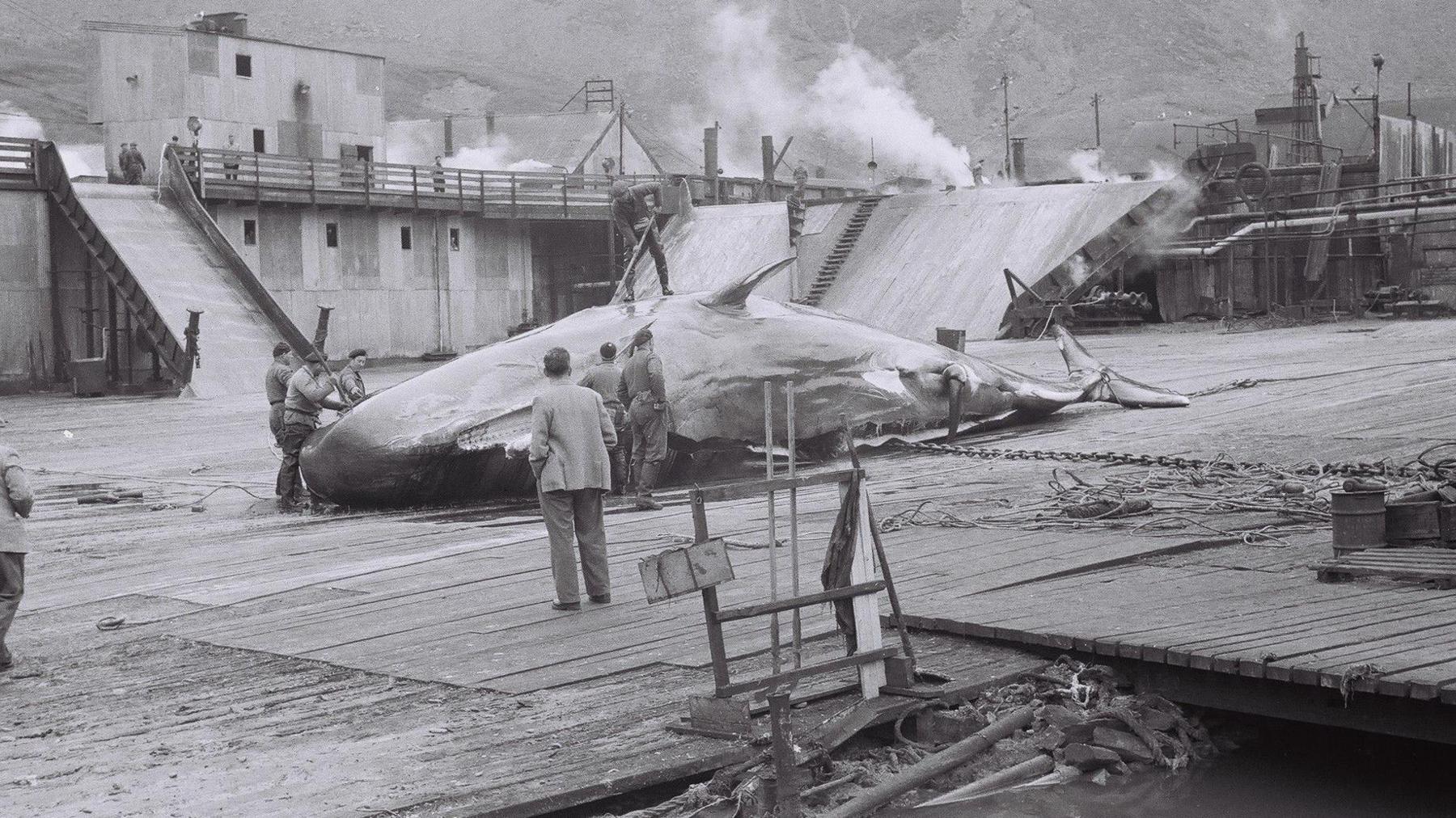 A black and white photo of a whale at a processing area in South Georgia. Several people are standing round it. A man on the far left is inserting something into the whale. 