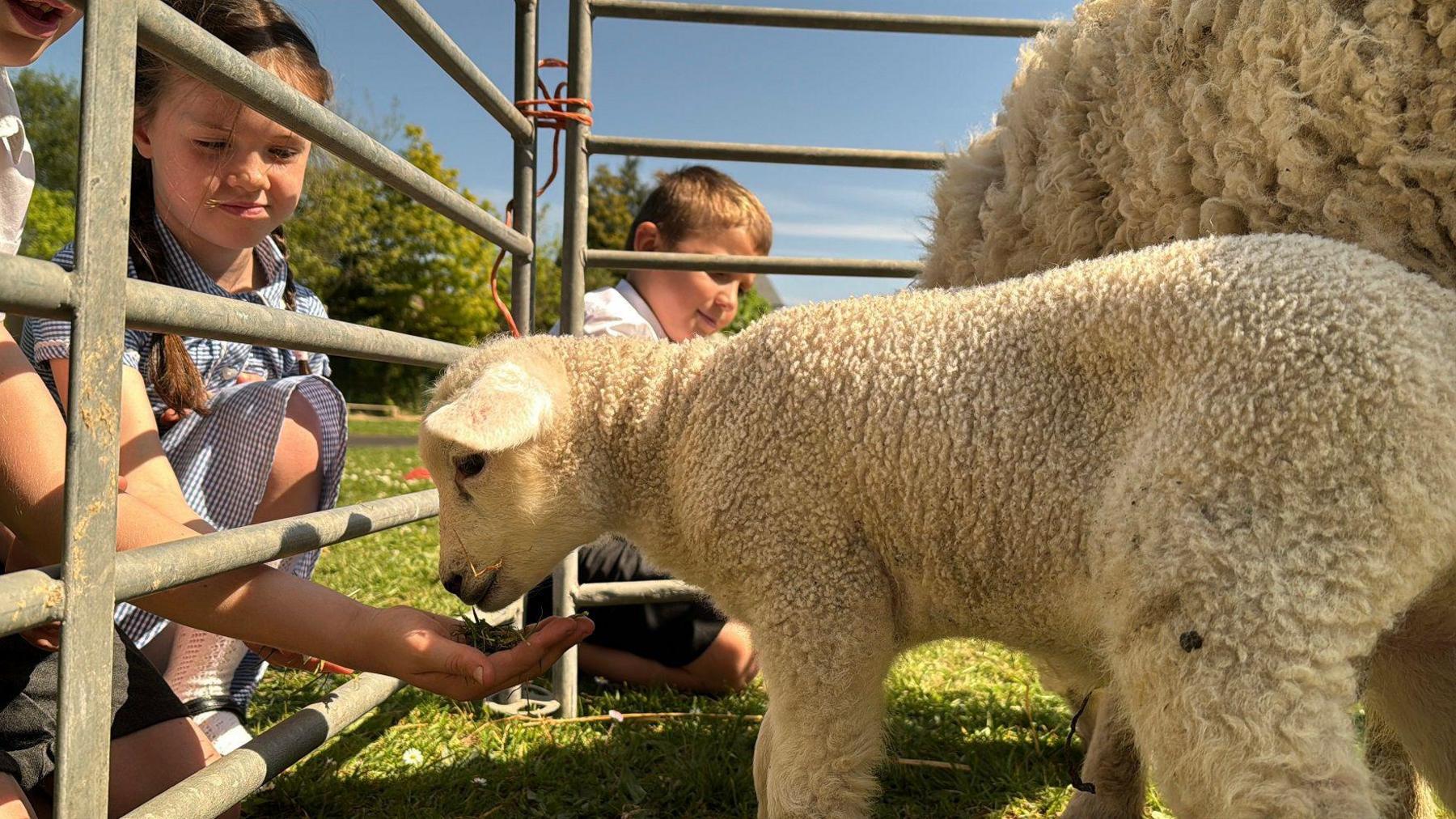 A lamb eats from the hand of a small child which is feeding it through a metal gate. A larger sheep can be seen next to the lamb.