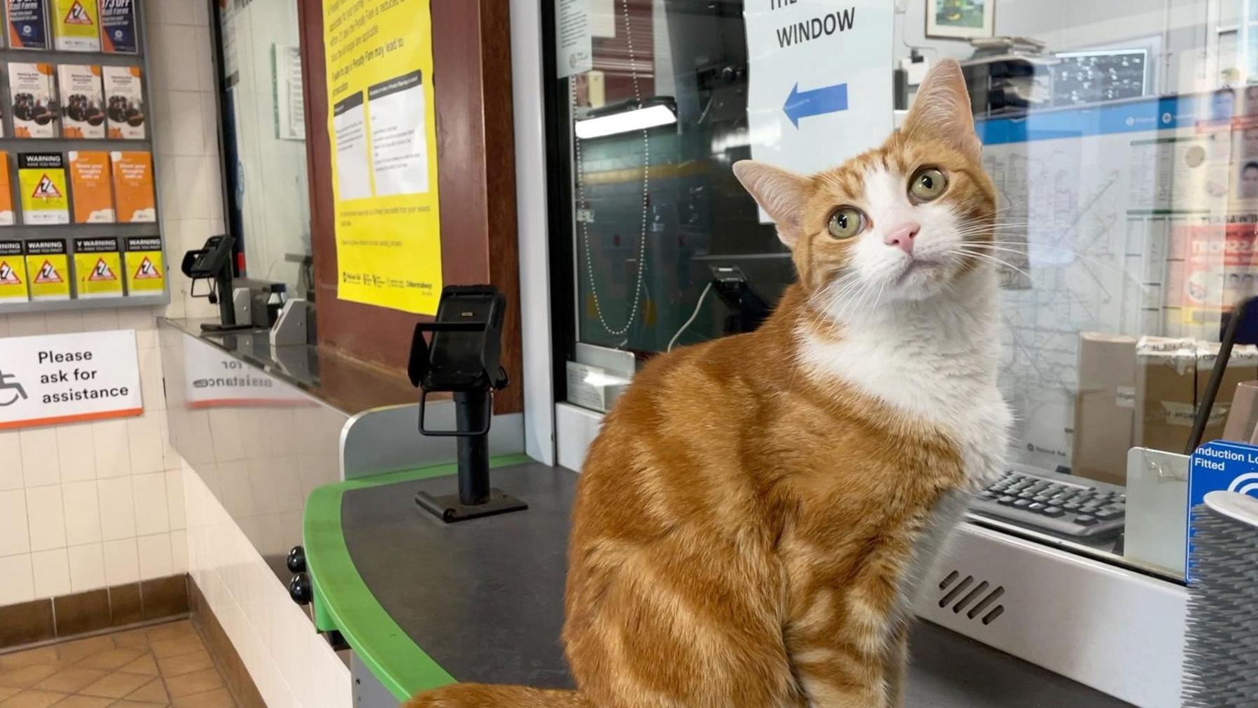 A ginger and white cat sits at a rail station ticket counter