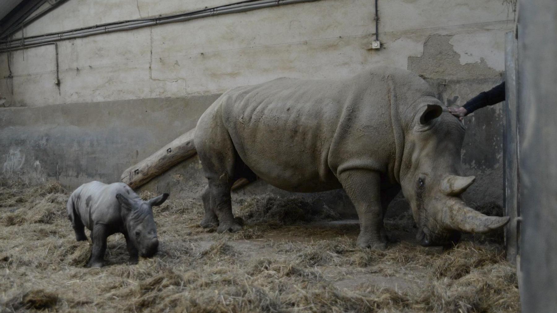 Markus and Nancy face slightly away from the camera, looking towards the floor as if they are sniffing the straw.