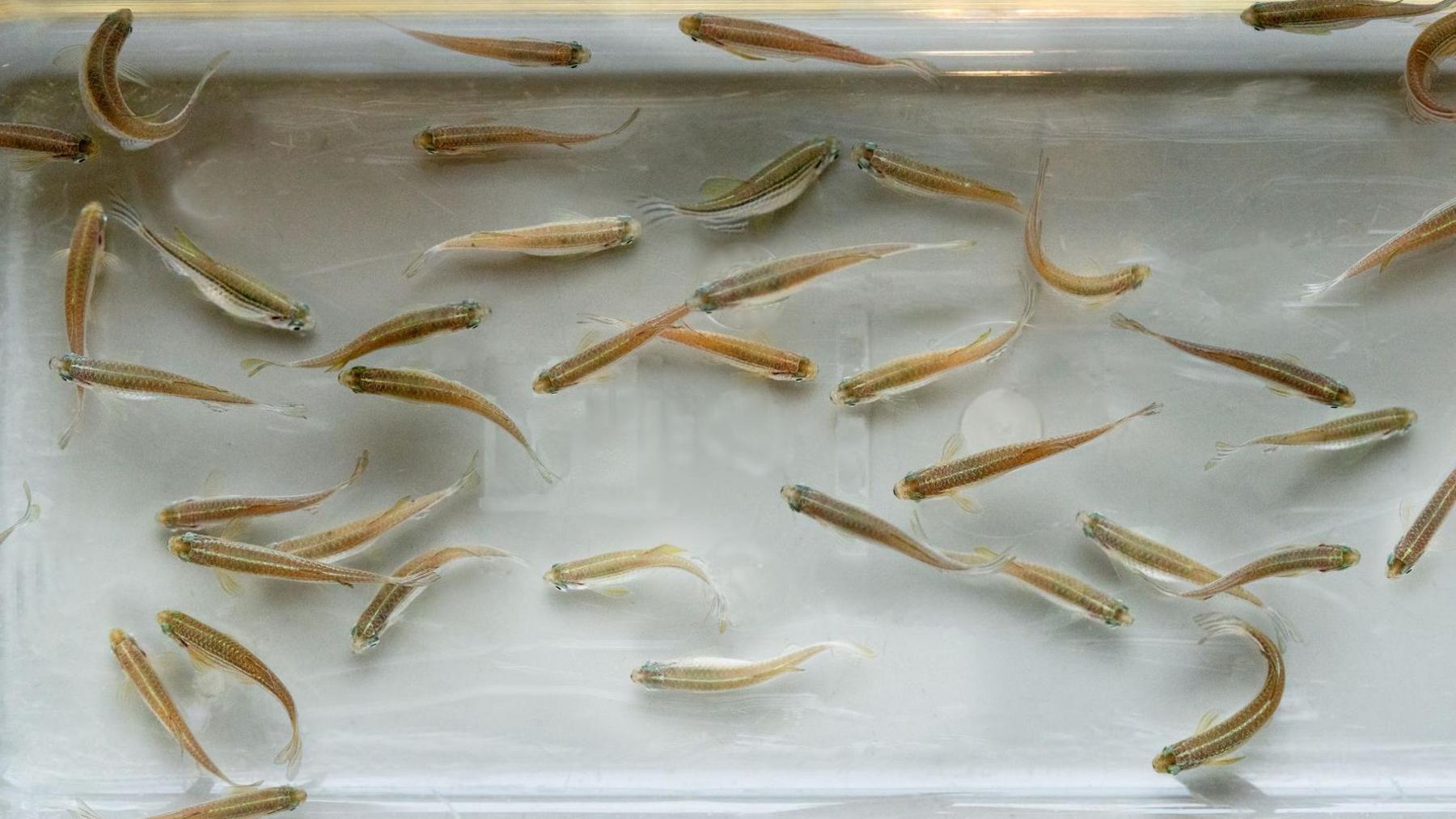 zebrafish