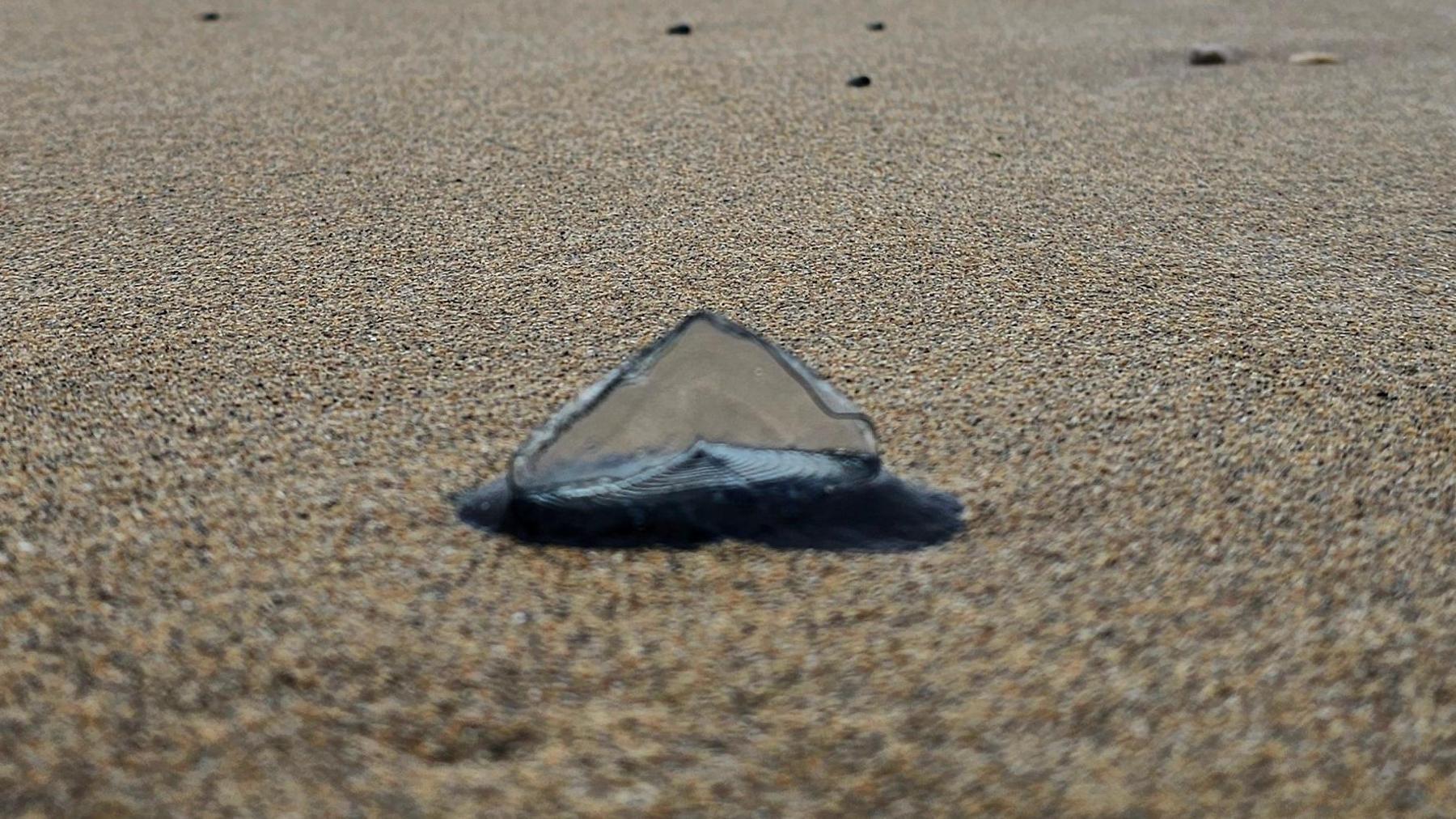 A jelly fish like creature, known as a By-the-Wind Sailor sits on a sandy beach in Northern Ireland, with the sea in the background. It is blue in colour and has a sail-like structure on its back