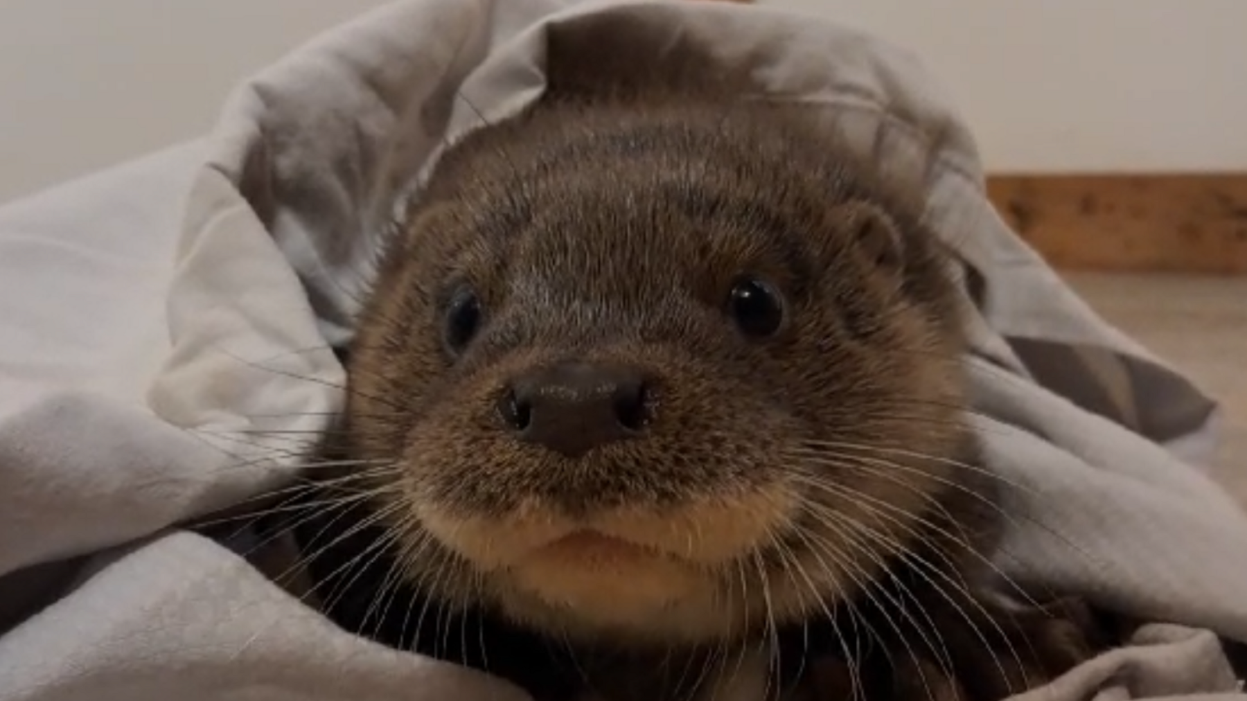 Rescued otter cub sitting in a cloth