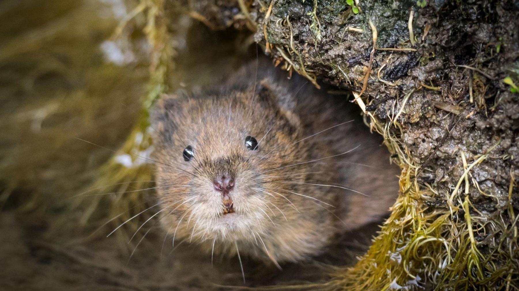 A damp water vole peeping out of a sloppy muddy river bank