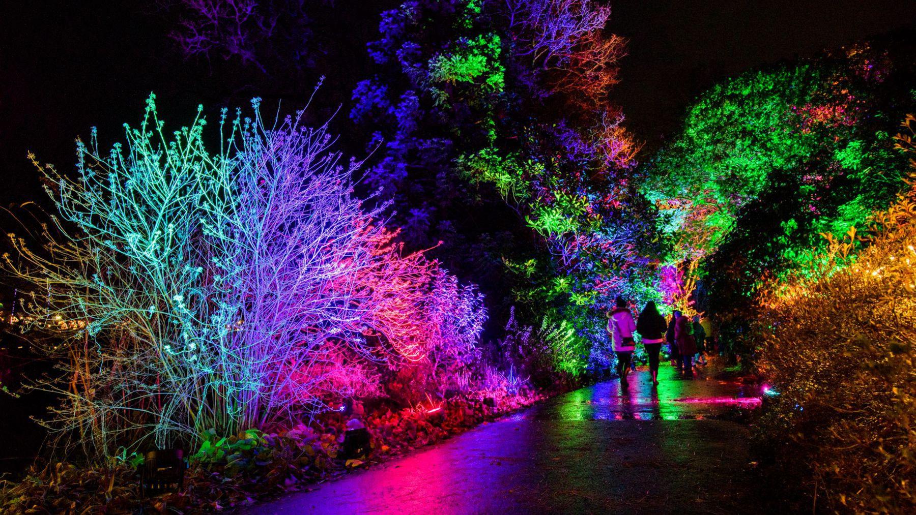 A concrete pathway lined with trees and hedges either side, which are lit up in multicoloured fairy lights in blues, greens, purples and pinks as part of the show. There are people seen in teh distance walking down the path taking in the show lights.