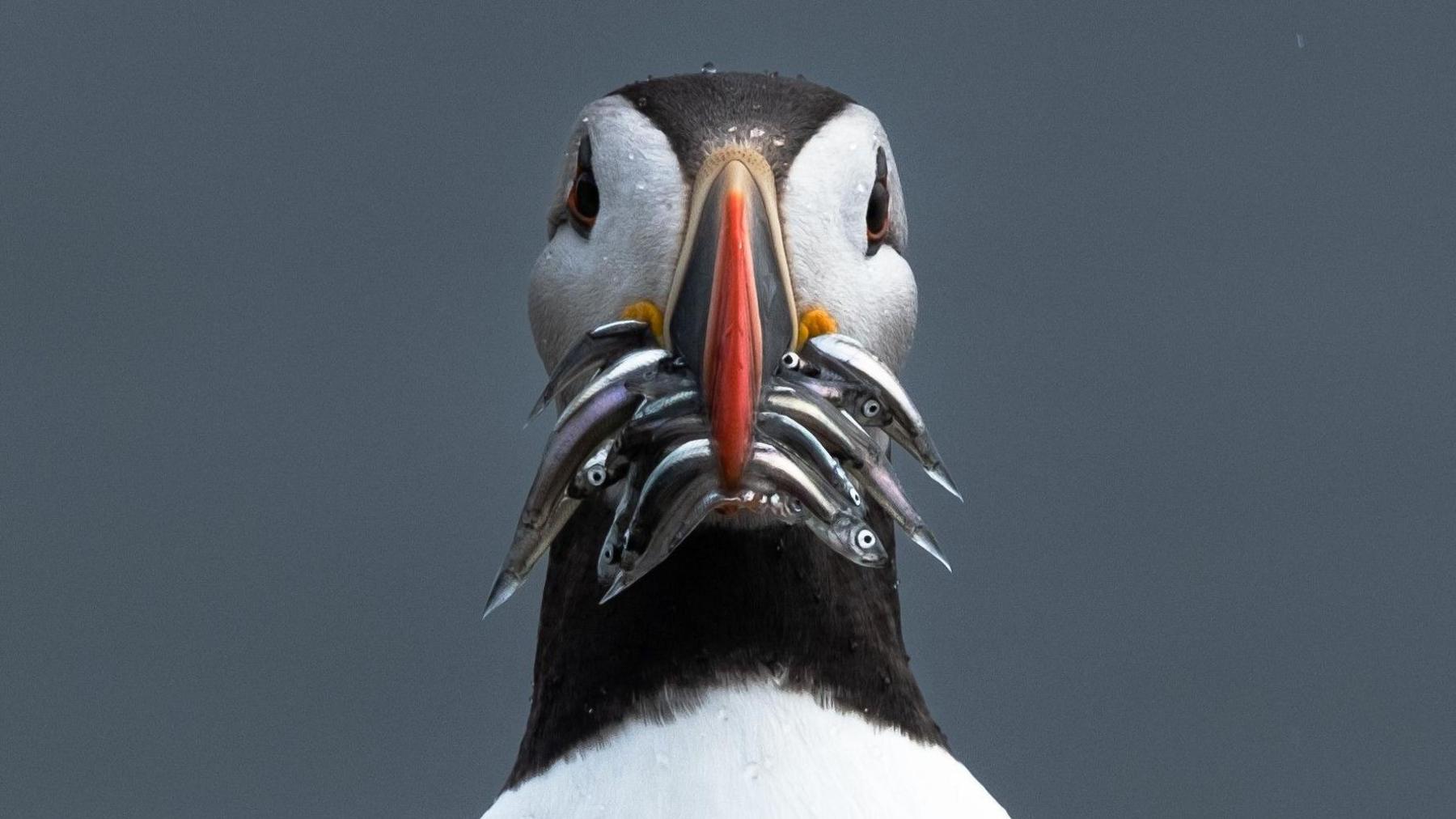 Isle of May puffin