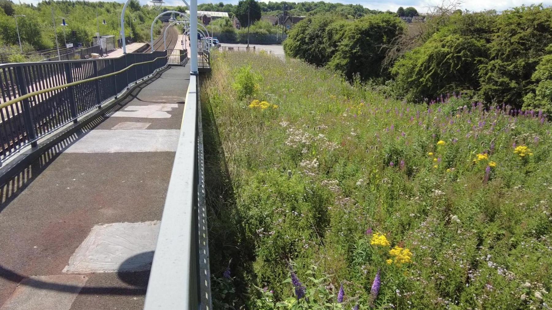 An overgrown piece of land with weeds and wildflowers next to a railway line in Whitwell, Derbyshire