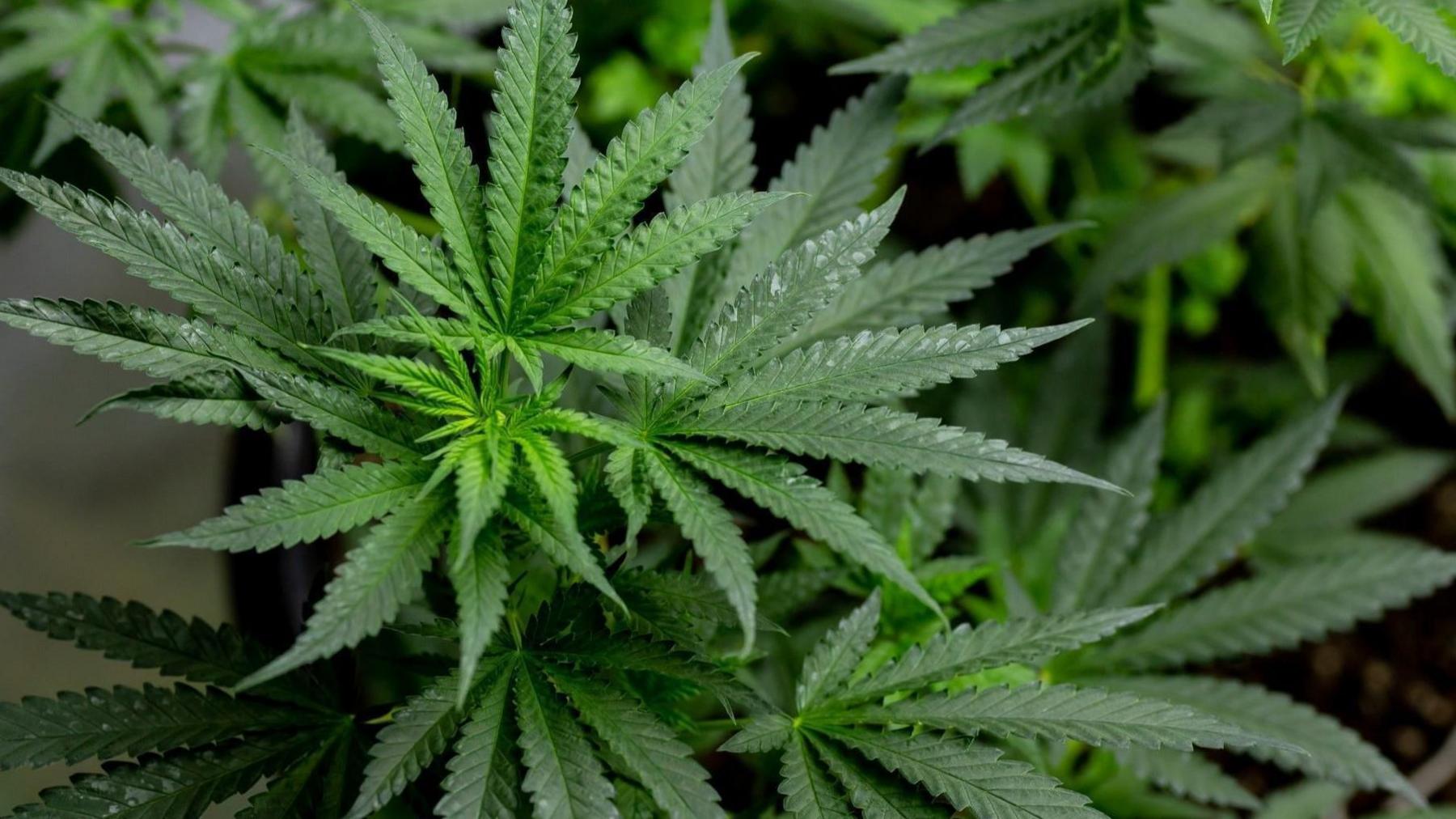 Close up of a lush green cannabis plant