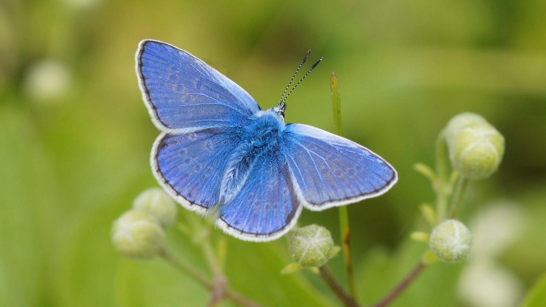 A Common Blue butterfly resting on top of a stem. The butterfly has a blue fuzzy body and blue wings with a black and white trim.