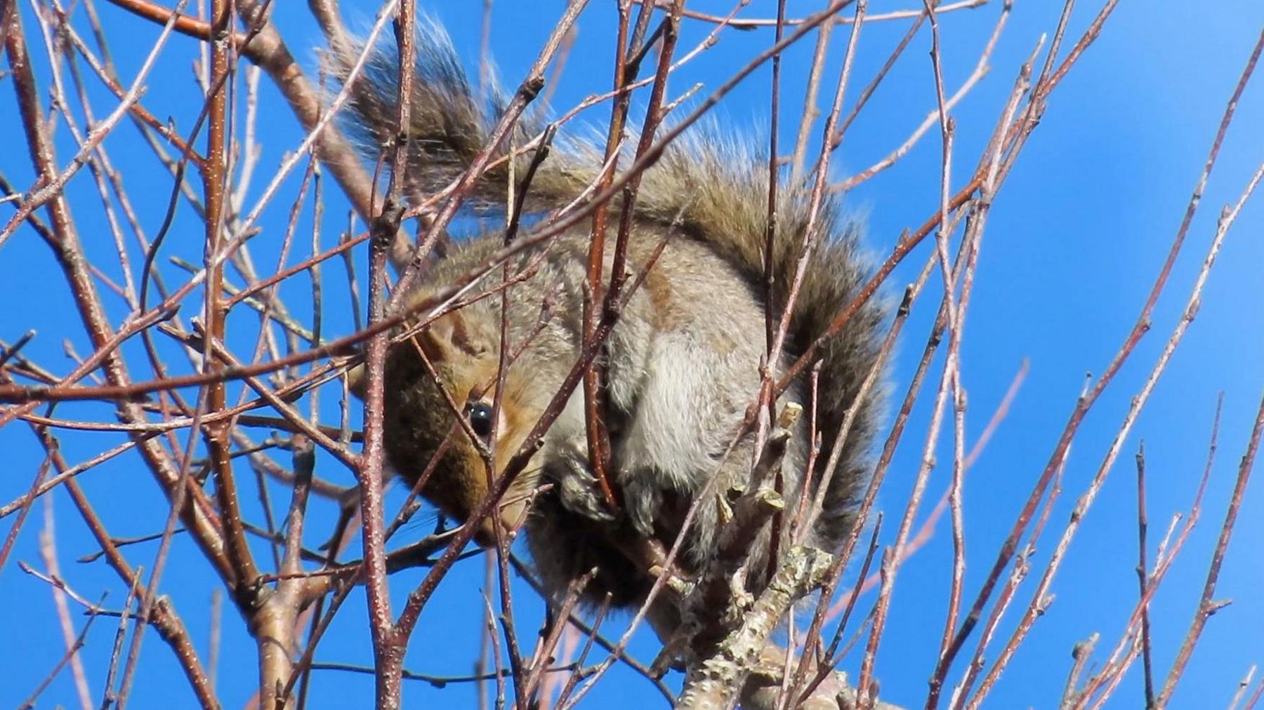 A grey squirrel in the branches of a bush, with its fluffy tail unfurled. It is looking down.