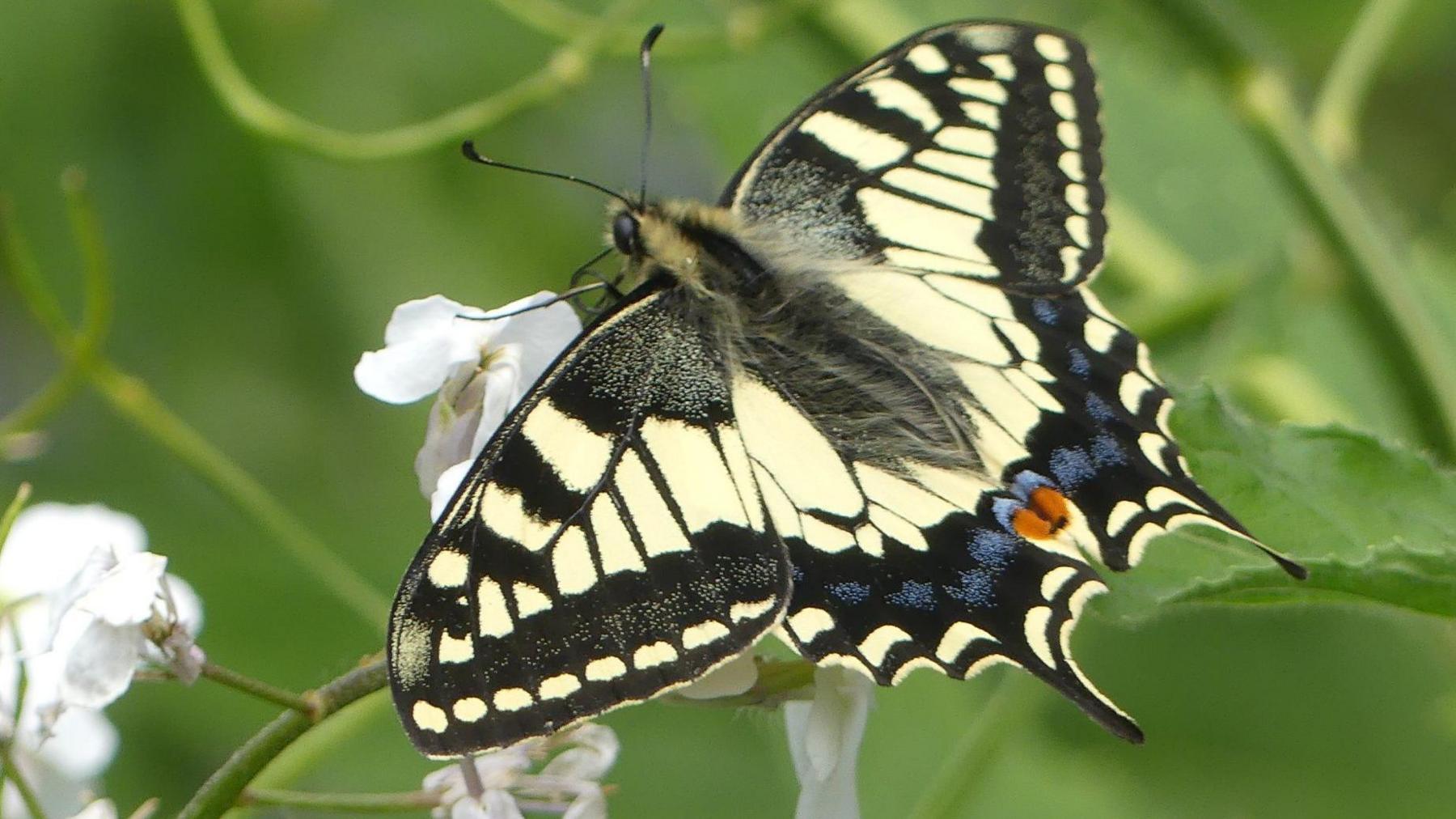 A British swallowtail butterfly resting on white flowers. Its wings are outspread and are marked in yellow and black patterns, while its furry body is black and yellow. It is sideways on to the viewer so its the blue dots on the edge of its lower wings are more obvious, as is the orange dot in the middle. 