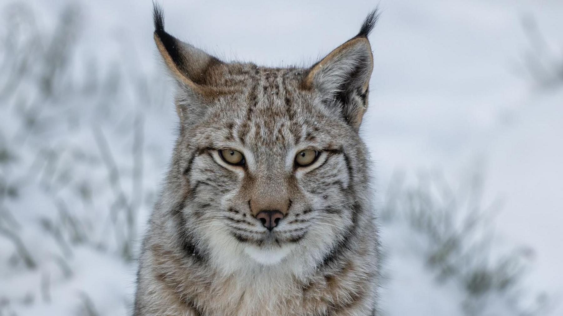 A young lynx looking at the camera. It is sitting in the snow.
