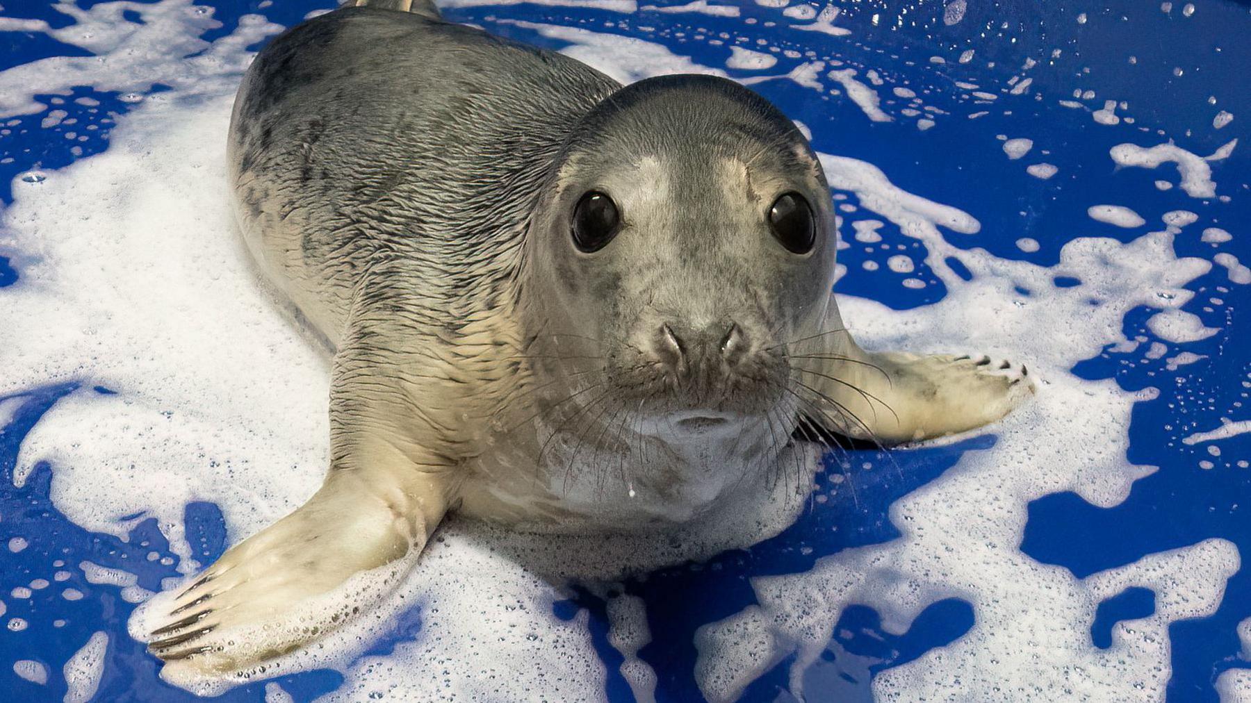 The image shows a seal lying on a blue surface covered with bubbles. The seal has a grey and white coat, large dark eyes, and is looking directly at the camera.