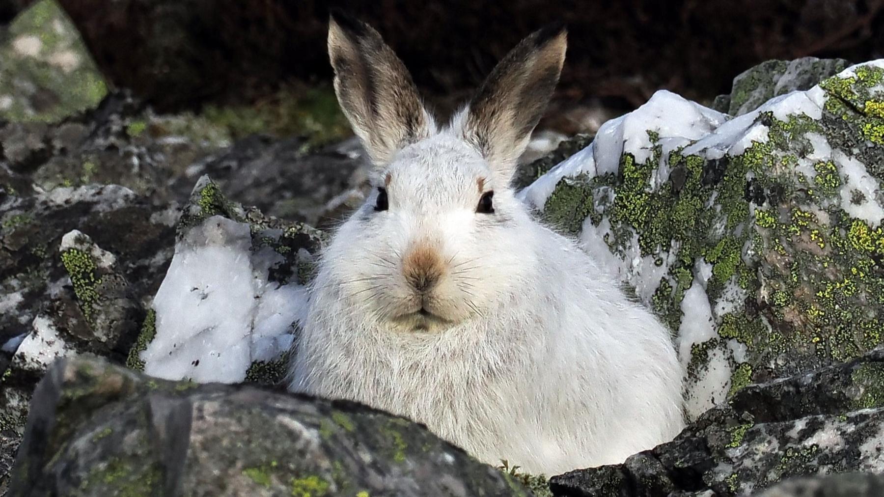 A mountain hare - with white fur - looks directly into the camera while sitting on a snowy crop of rocks.