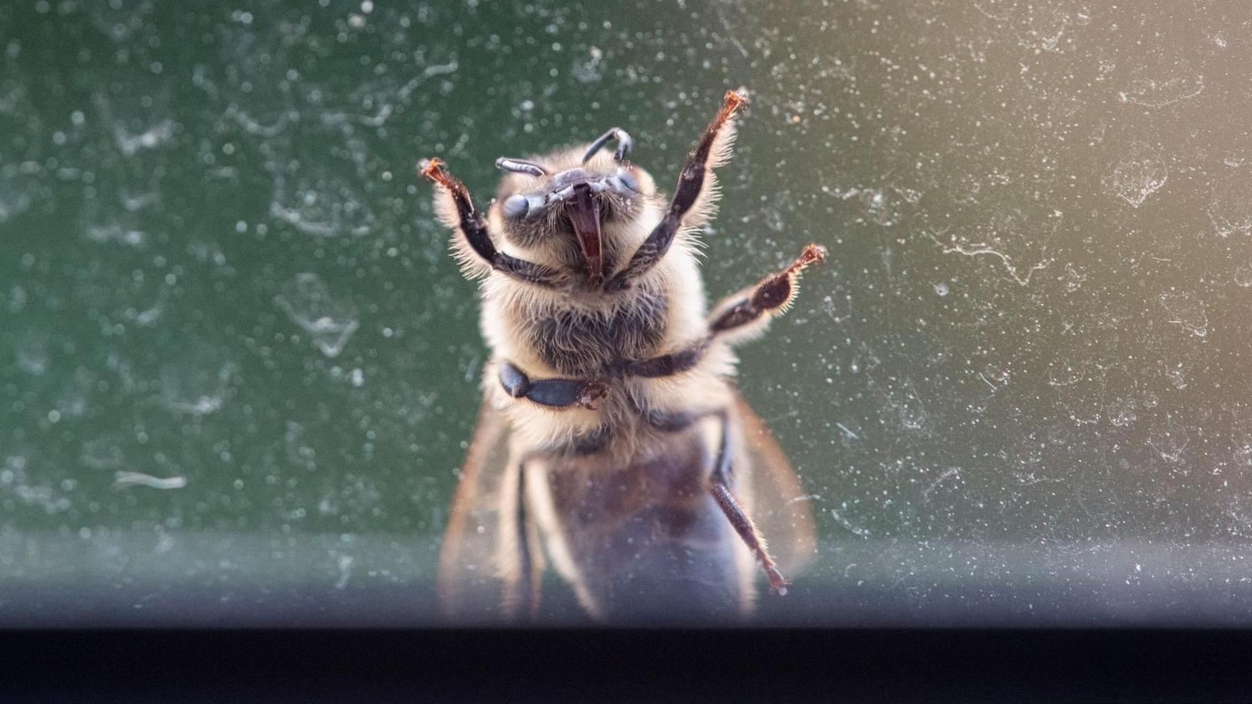 A close-up of a bee crawling on a window.