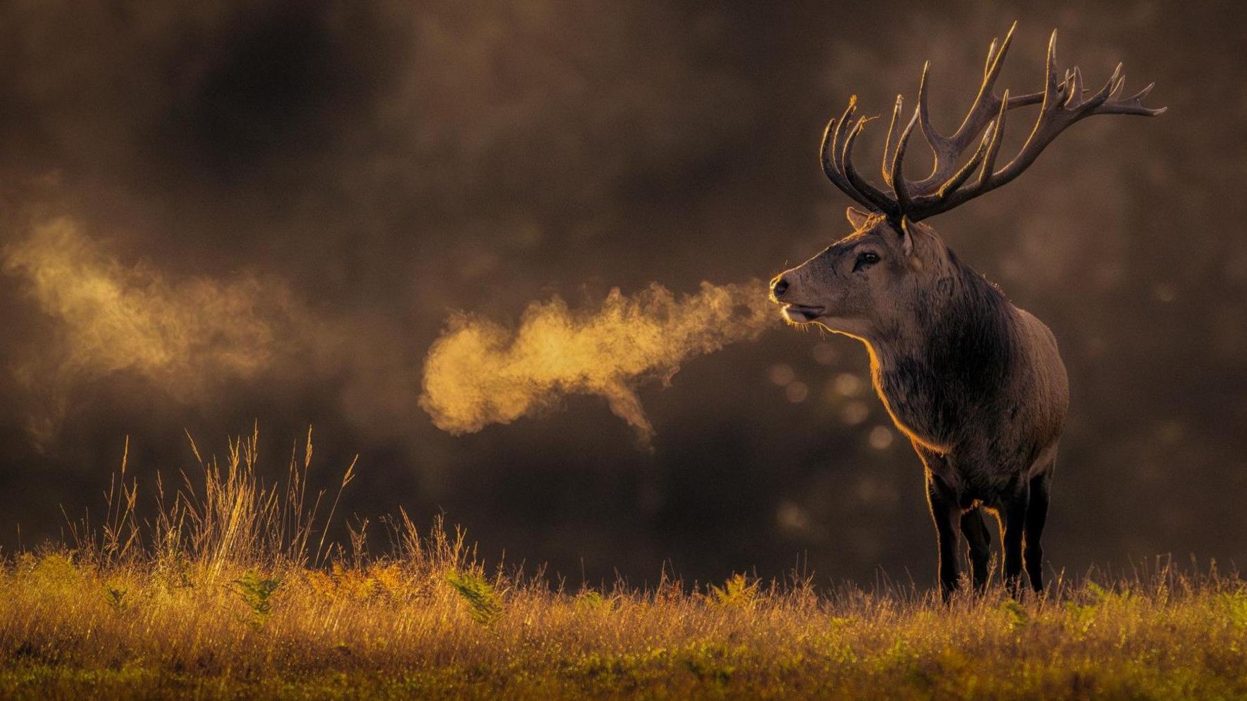 A red deer stag at sunrise at Old John in Bradgate Park, Leicestershire