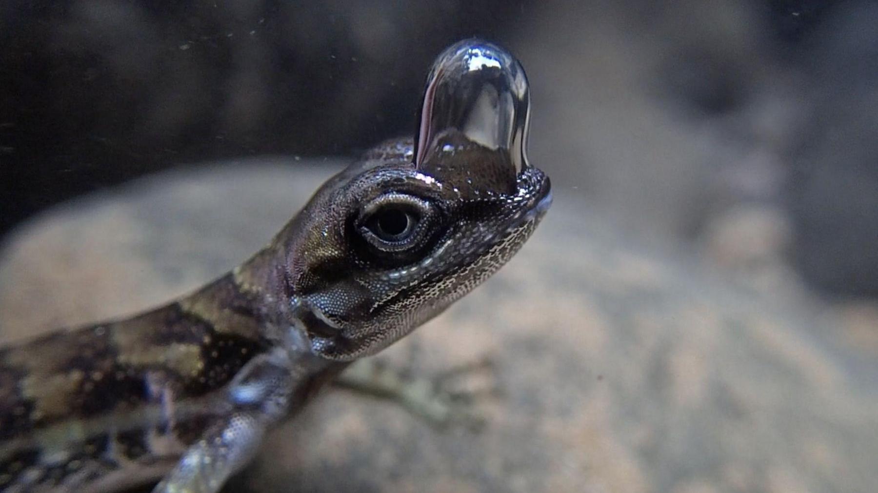 Lizard with bubble on its head 