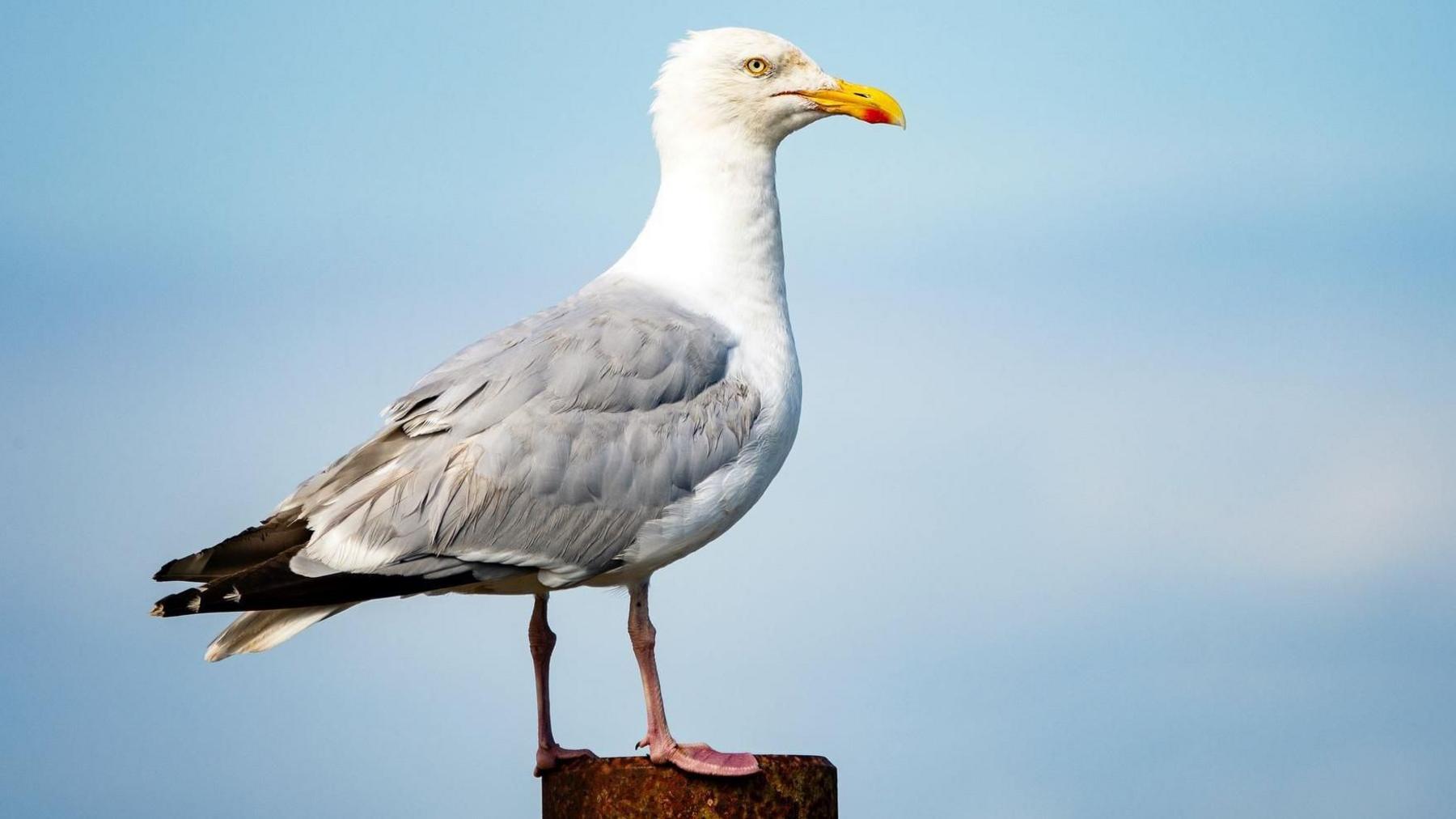 A grumpy looking gull standing on a post.