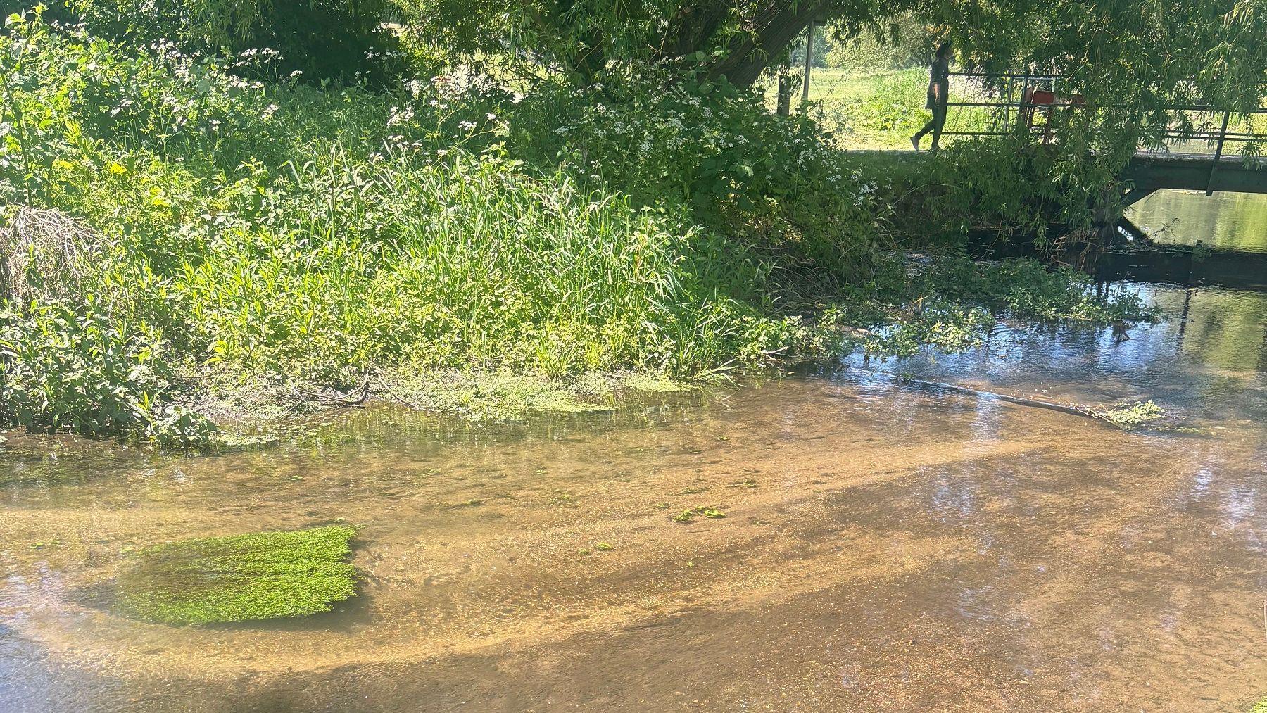 The River Purwell at low level, with clear water. The river bed is brown and looks like mud. There is a bank on the left with various grasses and plants growing. In the distance is a low bridge next to a weeping willow, and a person stepping onto the bridge.
