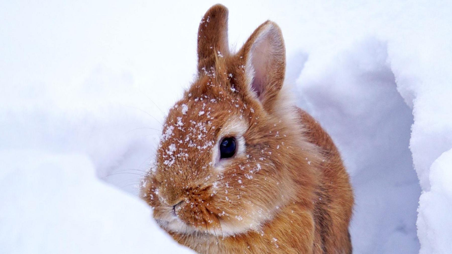 Rabbit in the snow