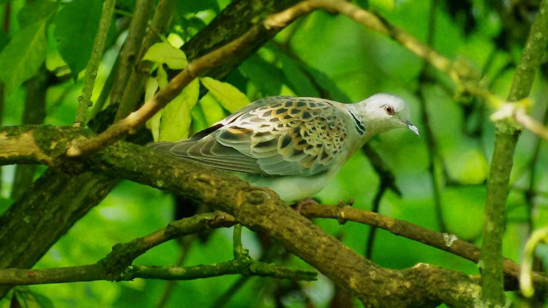 A turtle dove sits on a branch, surrounded by green leaves. The dover is white, with gold and black flecks speckled all over its wings