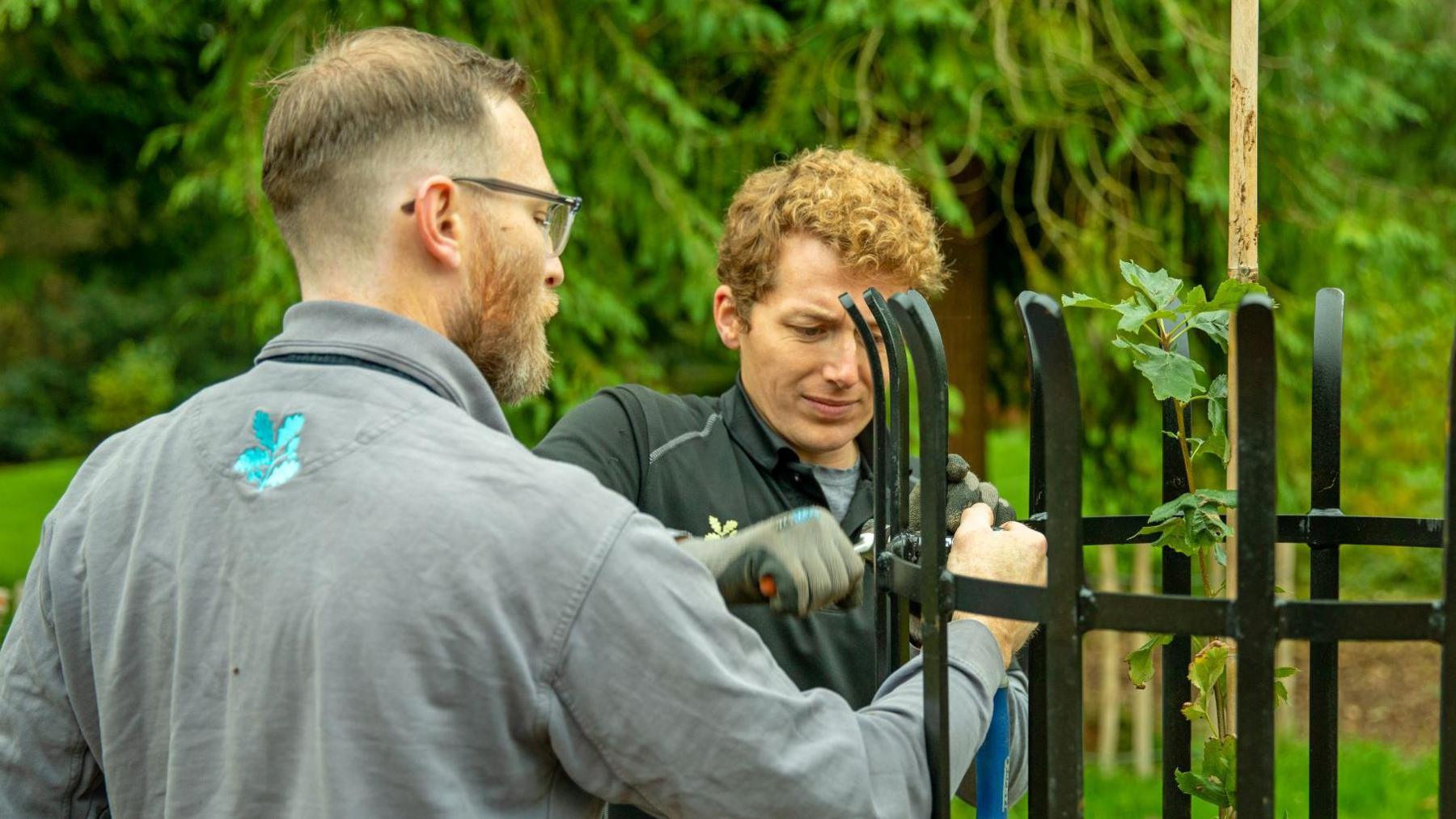 Two National Trust workers install a tree sapling at the outdoor site, which has trees in the background. It is surrounded by a tall, black metal fence. The workers are both looking at the sapling and concentrating. They are also both wearing National Trust jackets.