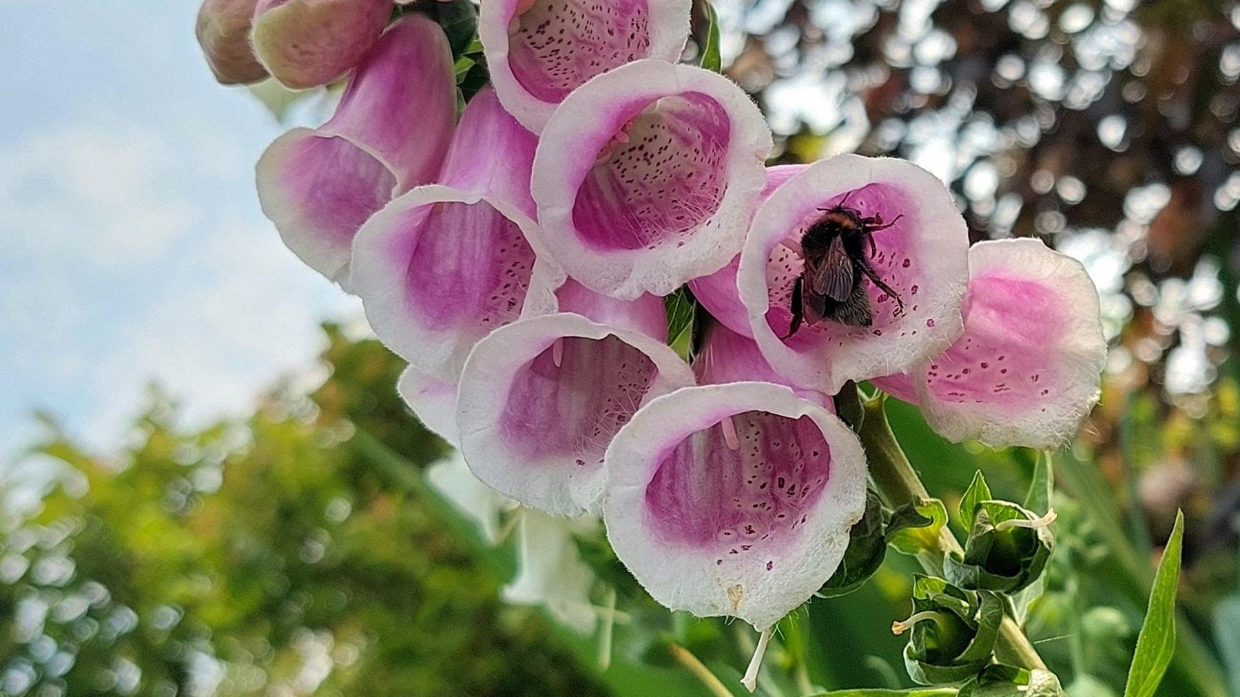 Several bell-like flowers on a green stalk which are pink with white tips. Inside one of them, a bee can be seen.