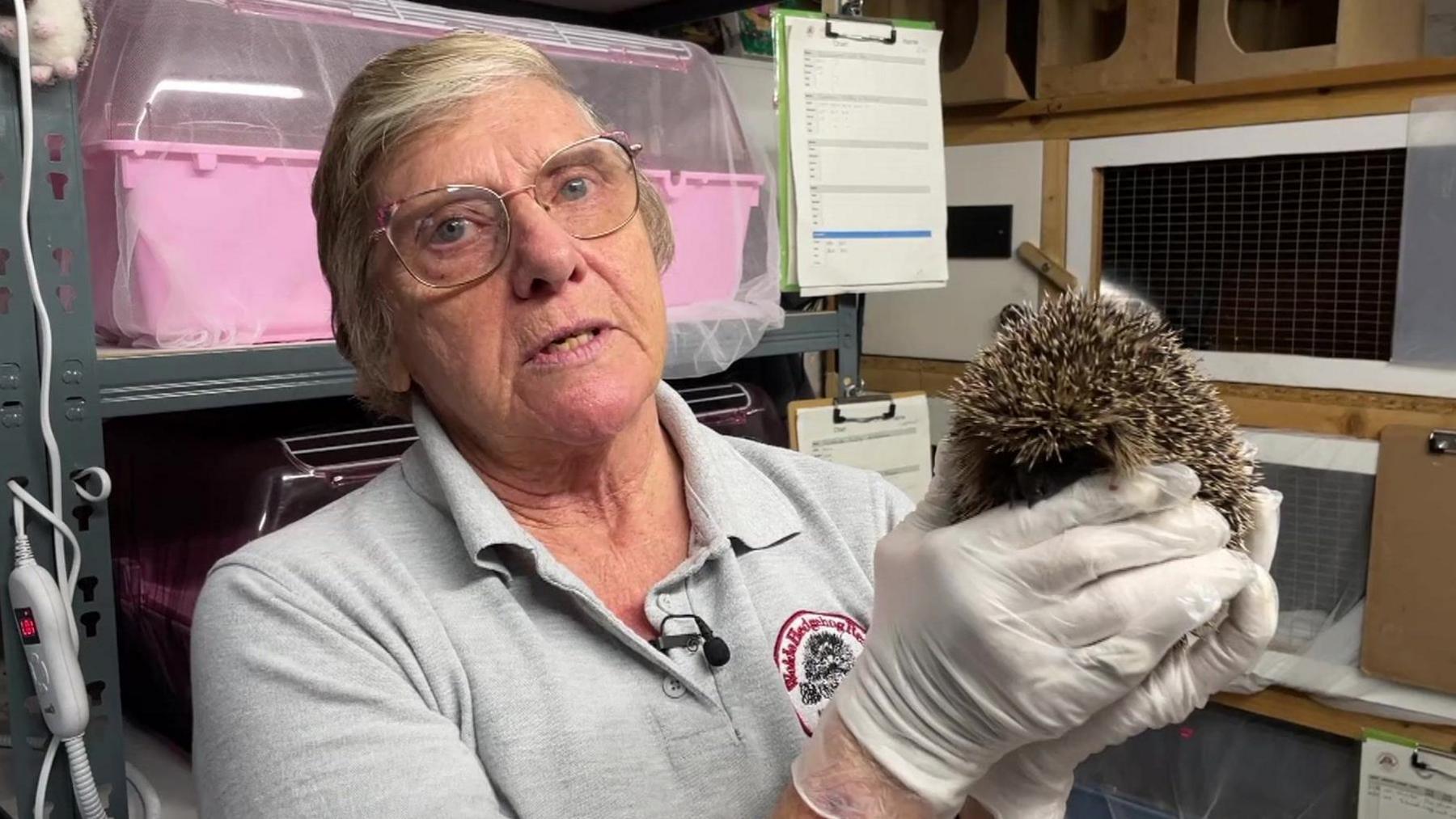 A woman with short grey hair and glasses holds up a rescued hedgehog using white plastic gloves. She is stood in her hedgehog rehabilitation room.