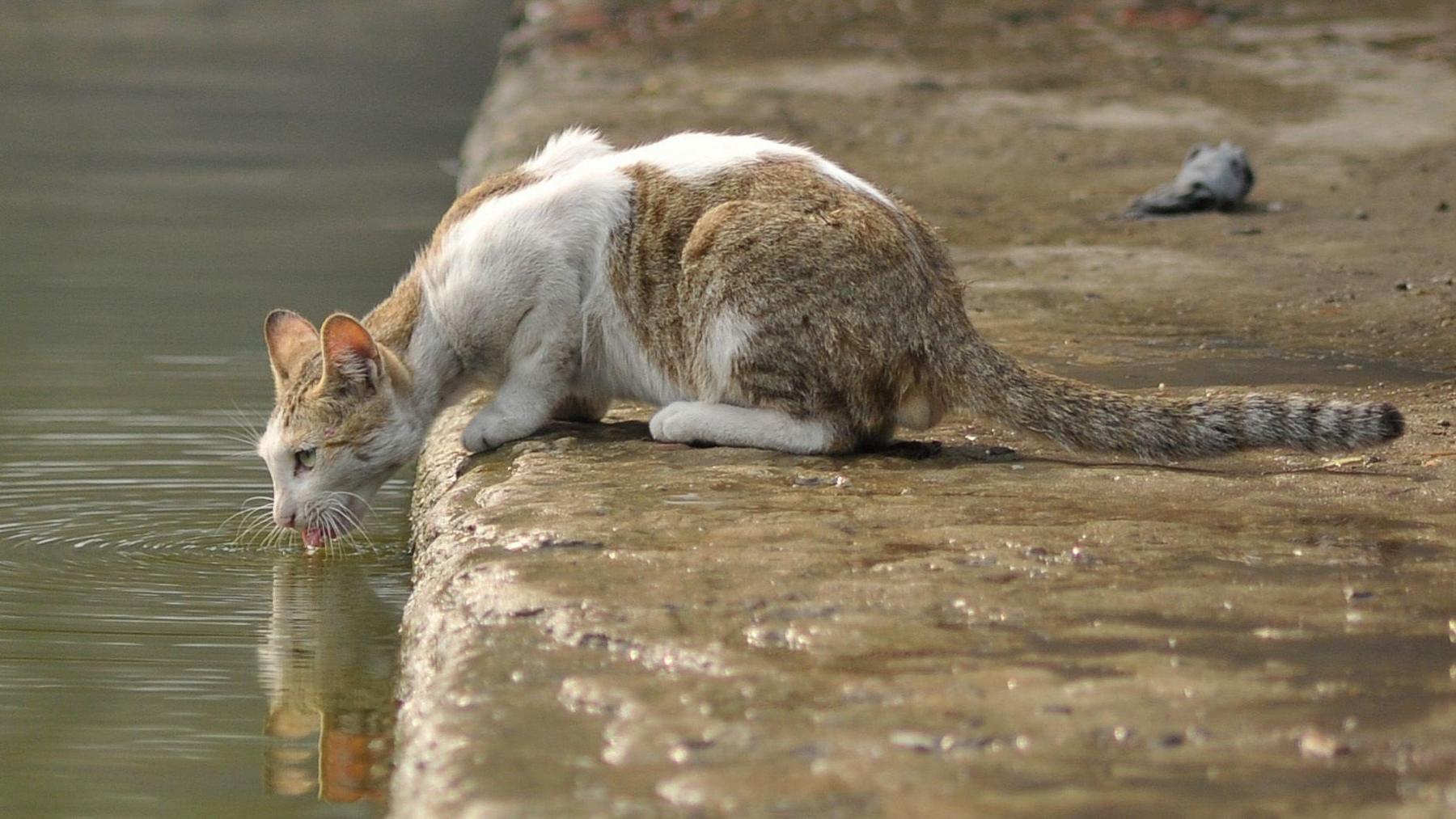 A white and brown tabby cat is lying on the edge of a stone walkway lapping water from a canal.